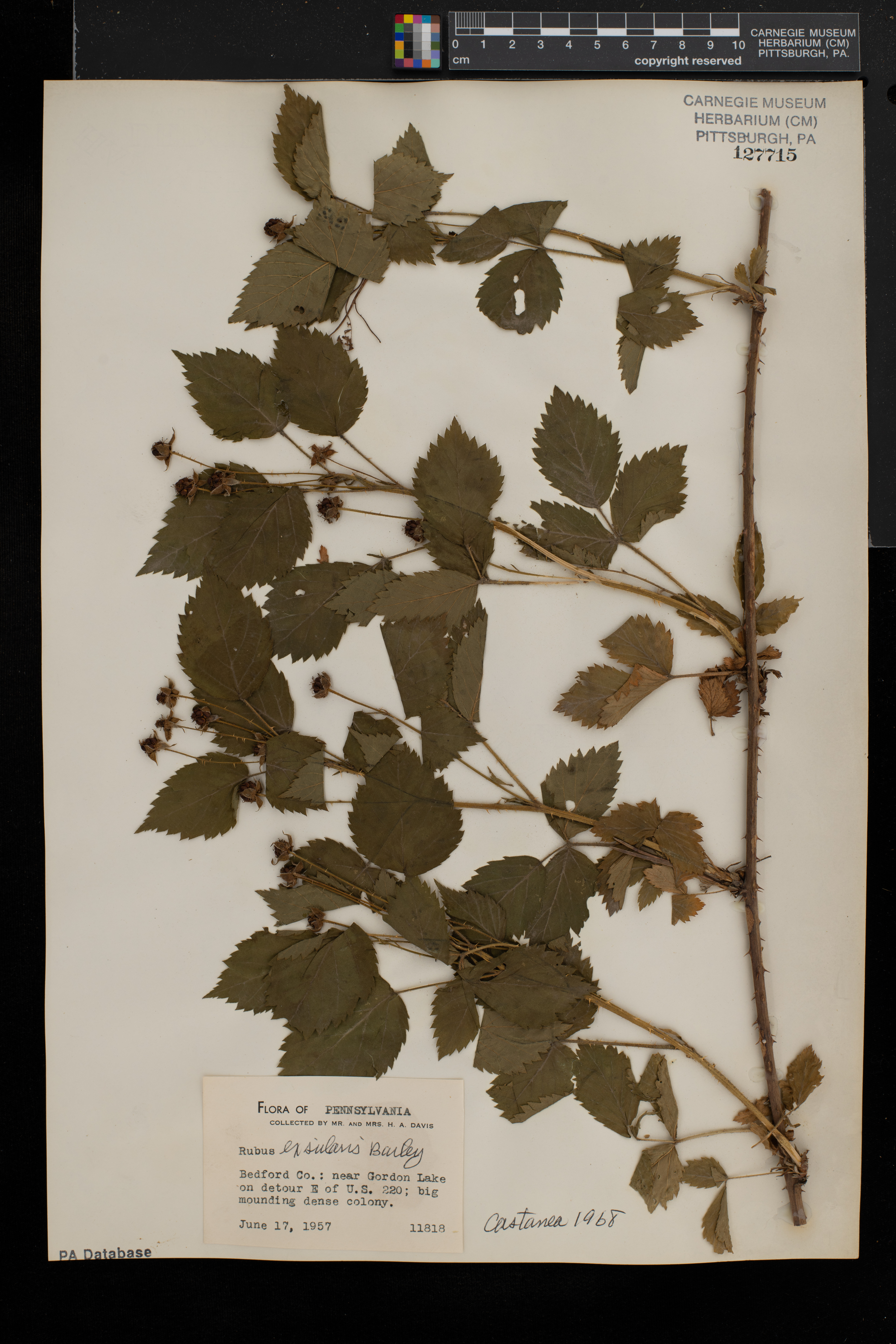 Rubus exsularis thumbnail