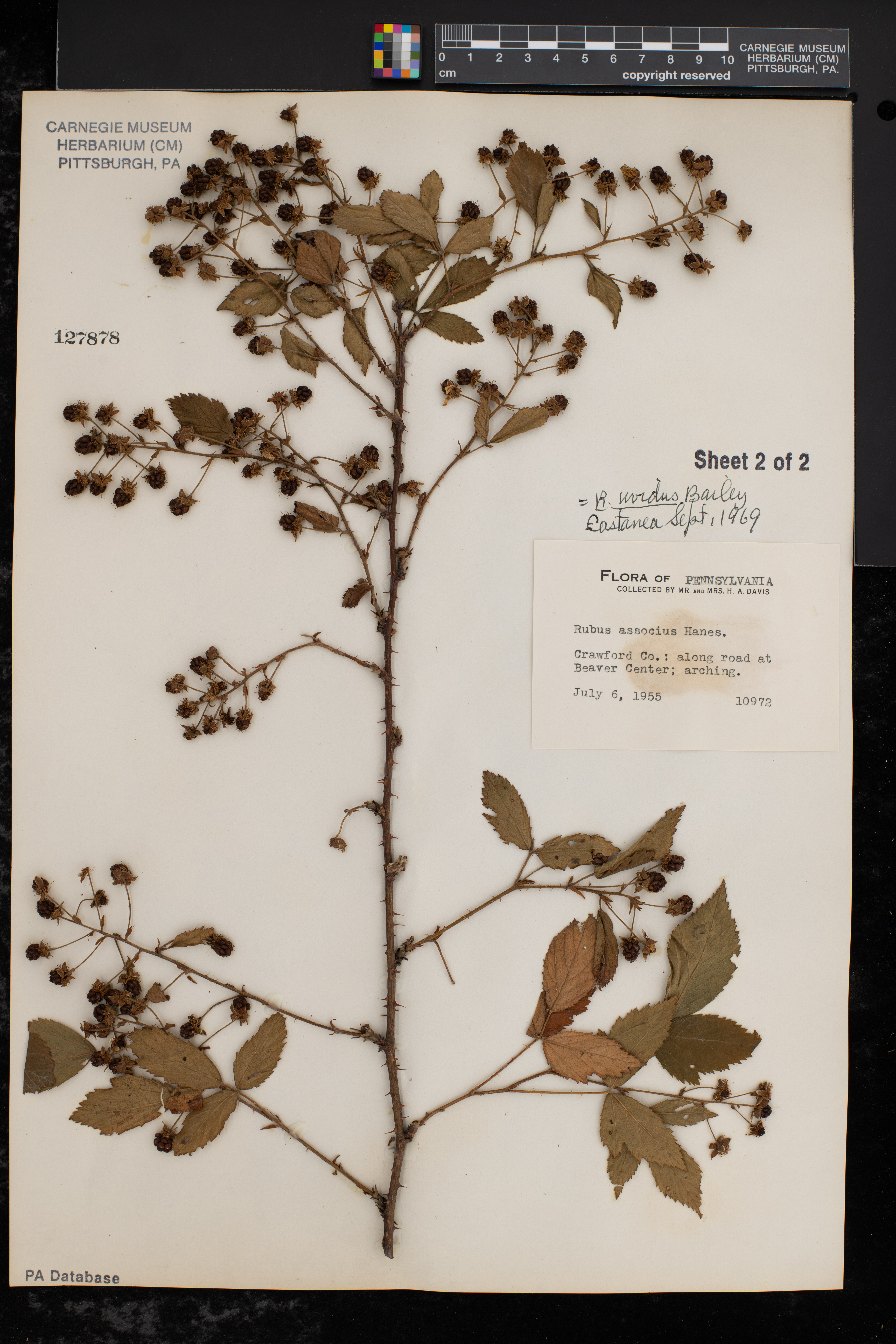 Rubus uvidus