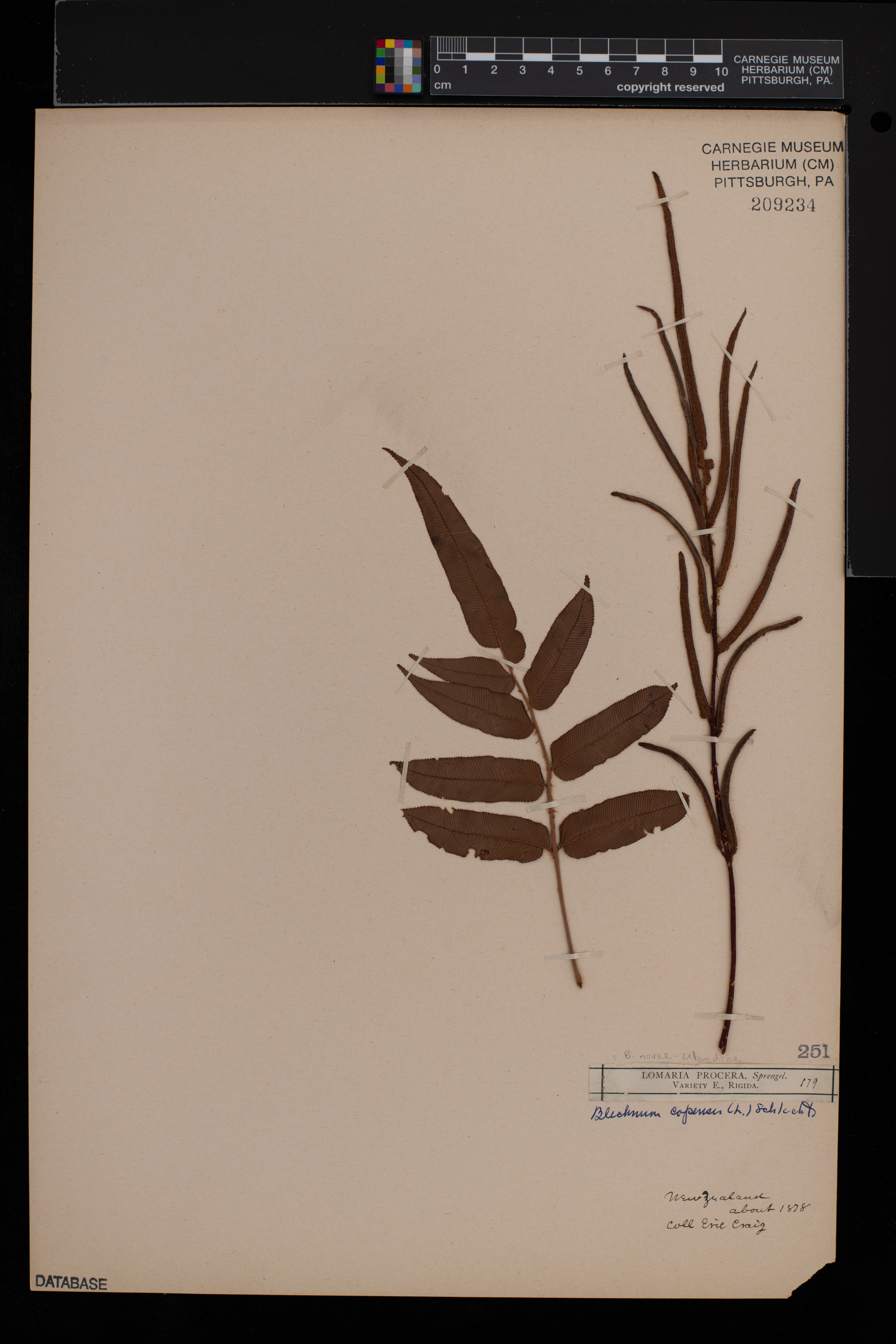 Blechnum novae-zelandiae thumbnail