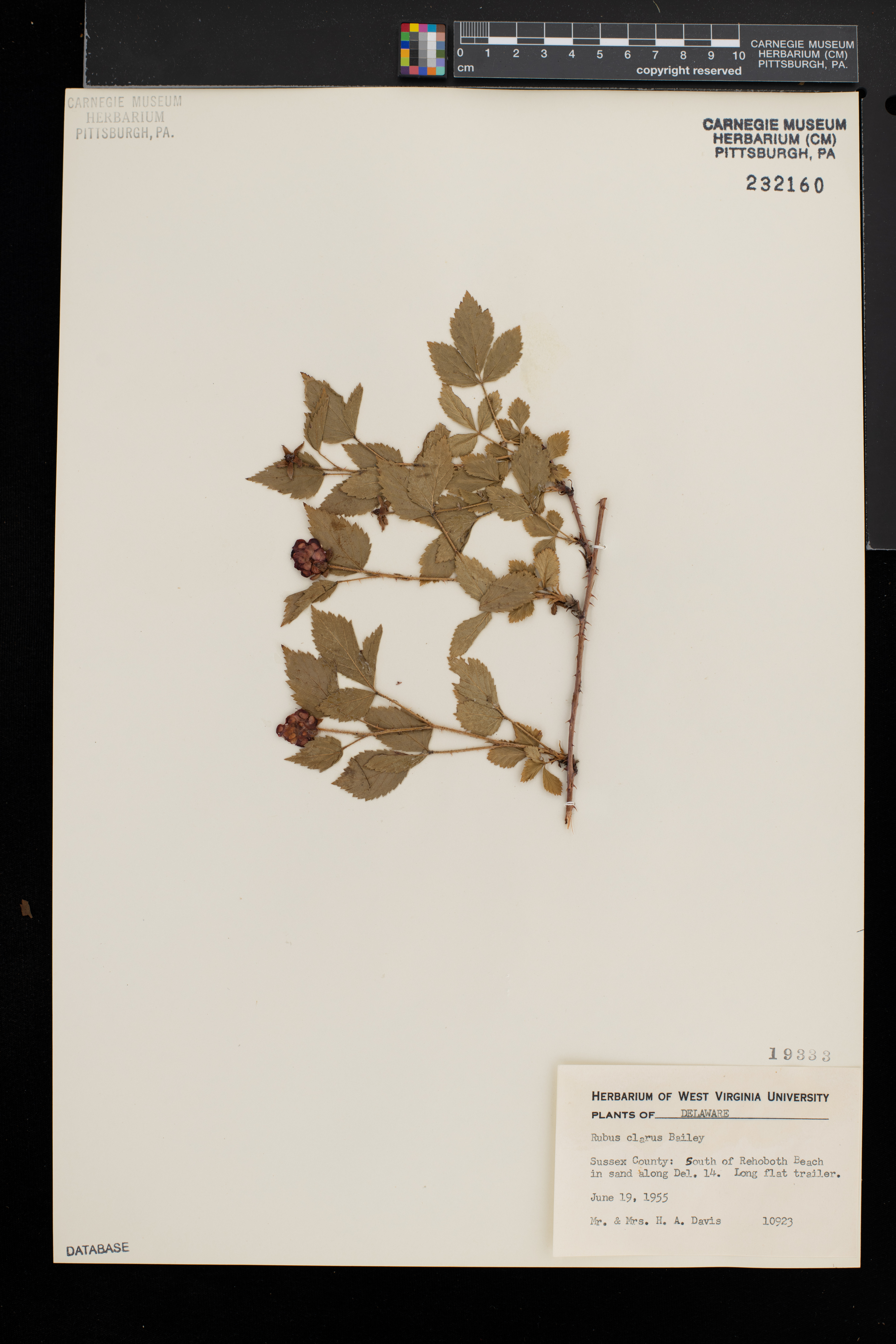 Rubus clarus thumbnail