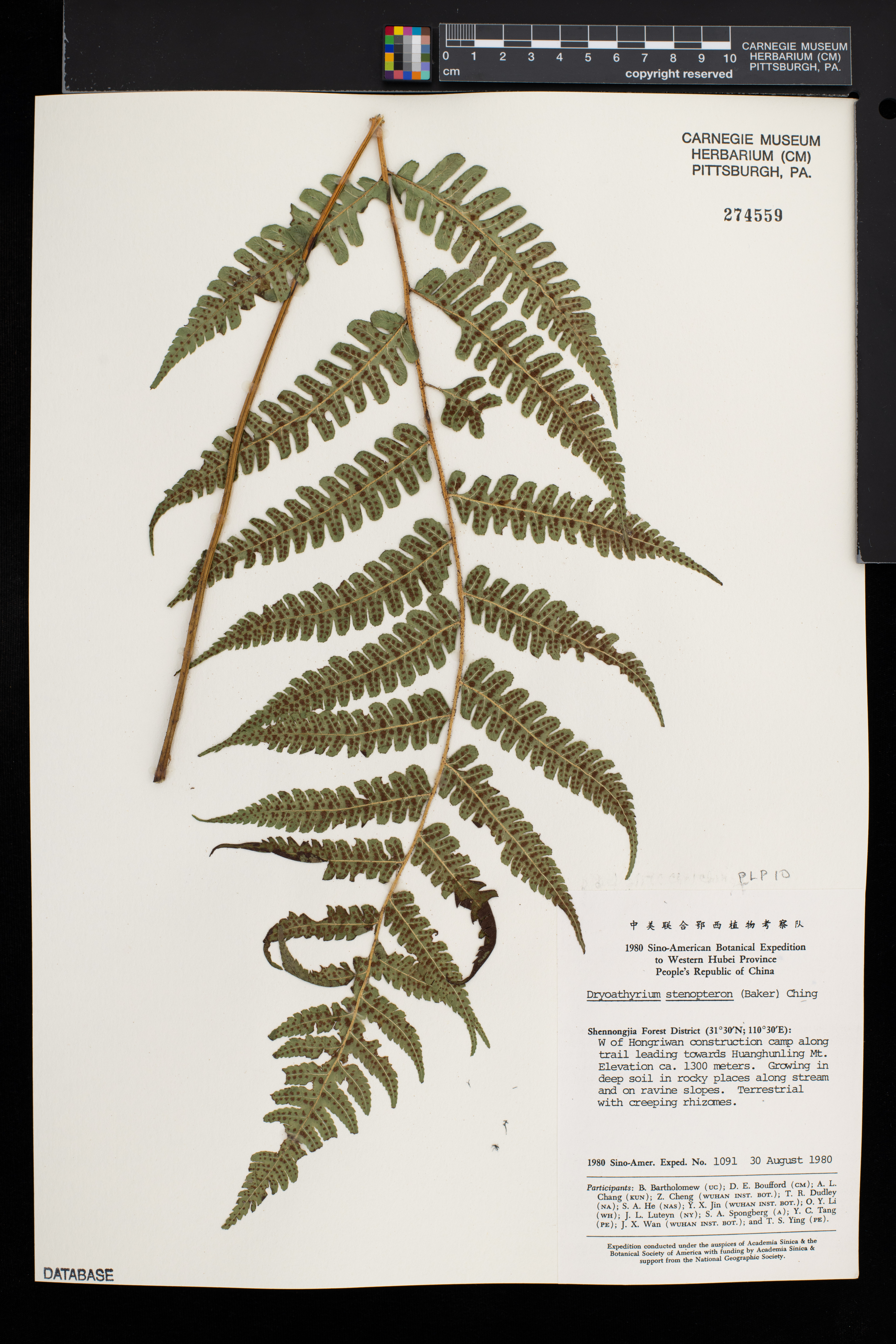 Deparia stenoptera (Deparia stenoptera)