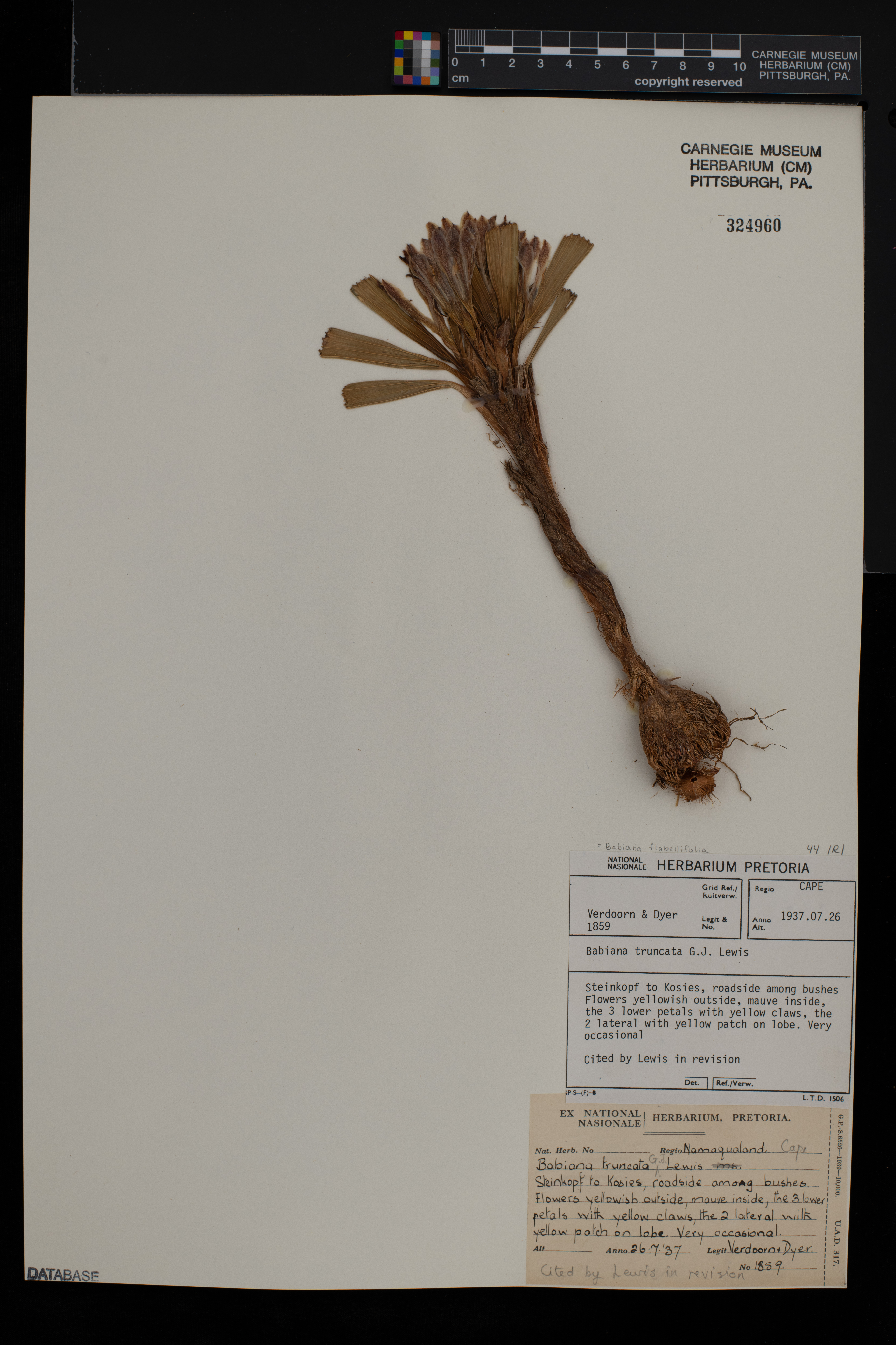 Babiana flabellifolia thumbnail