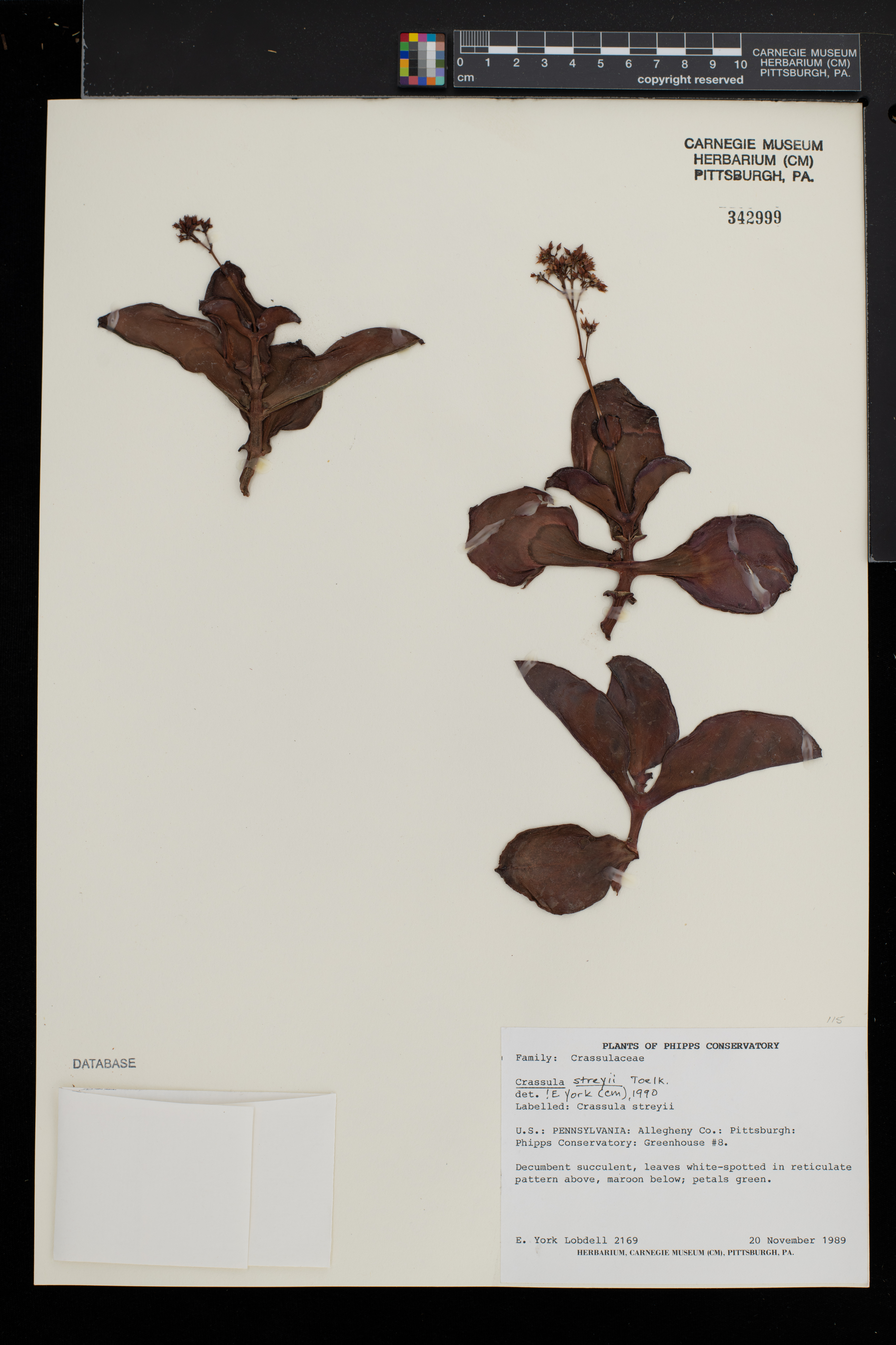 Crassula streyi
