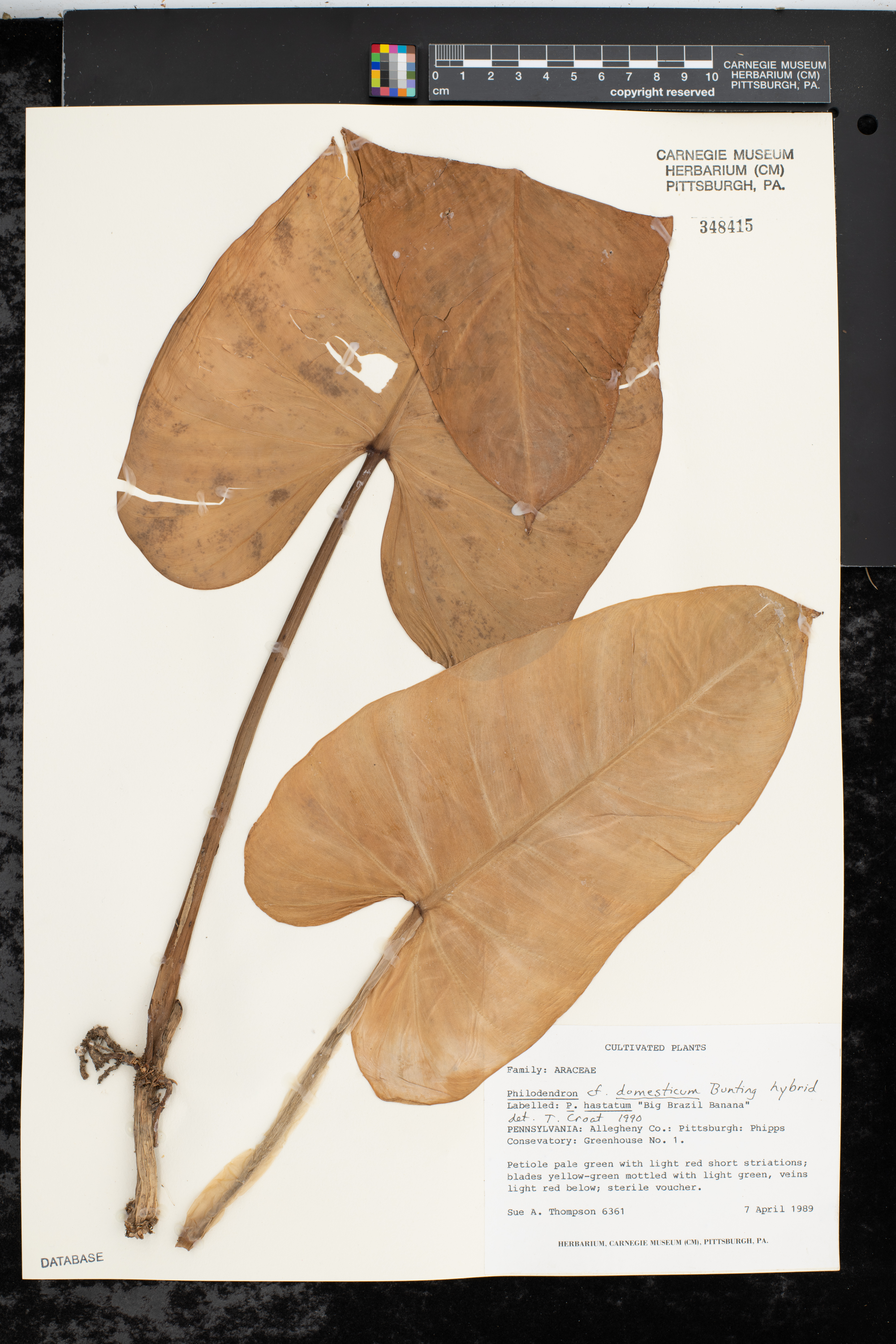 Philodendron domesticum