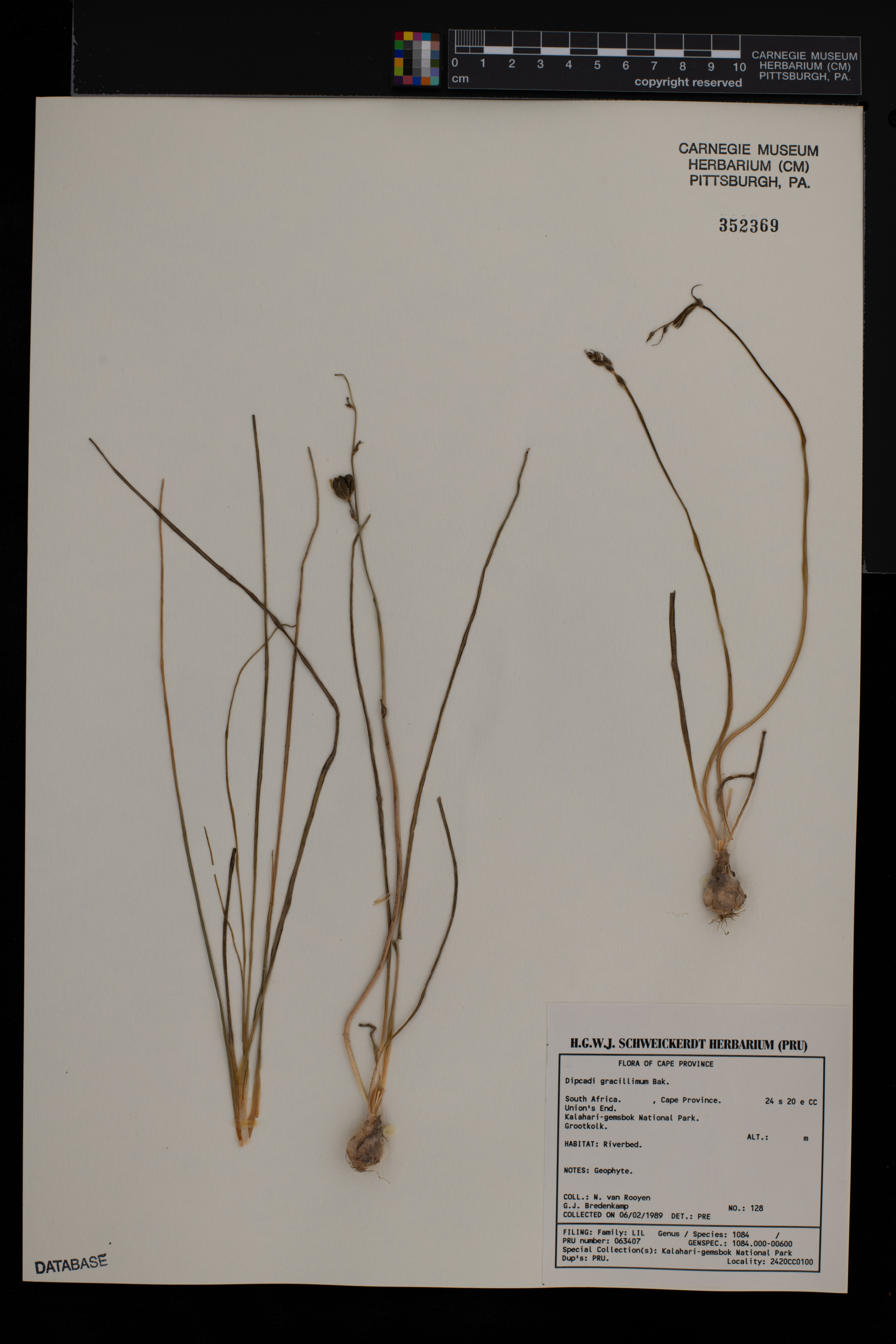 Dipcadi gracillimum