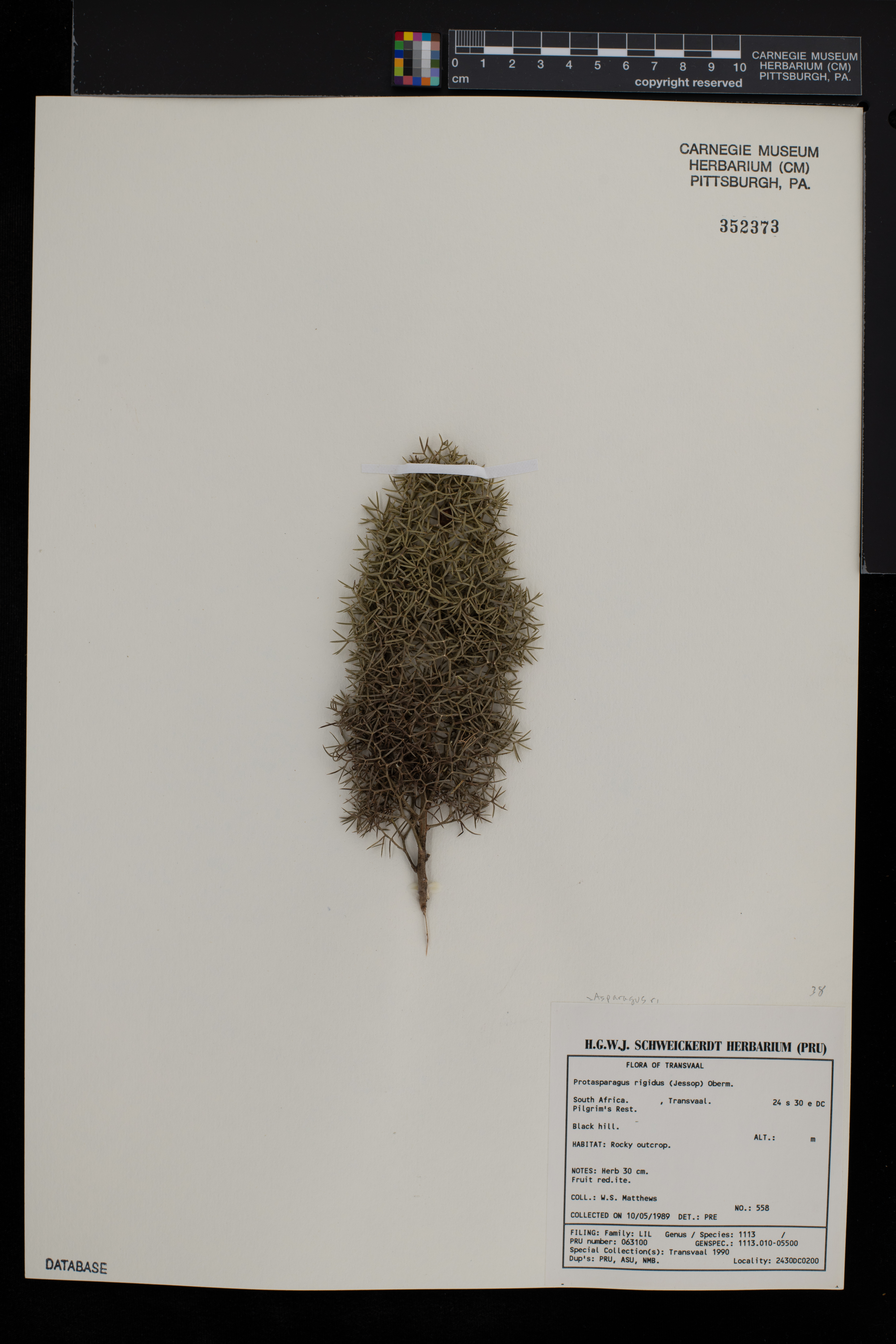 Asparagus rigidus