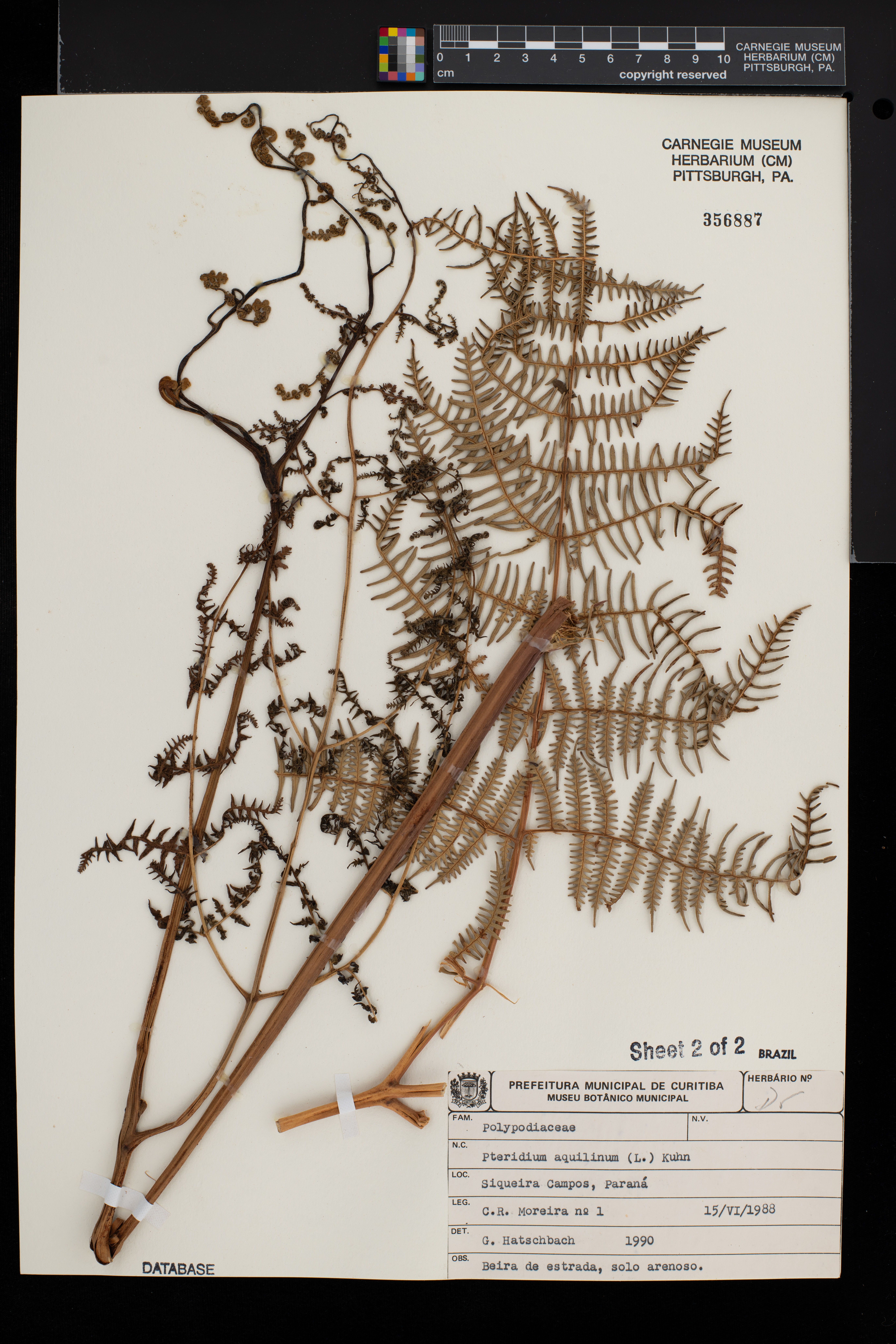 Pteridium aquilinum