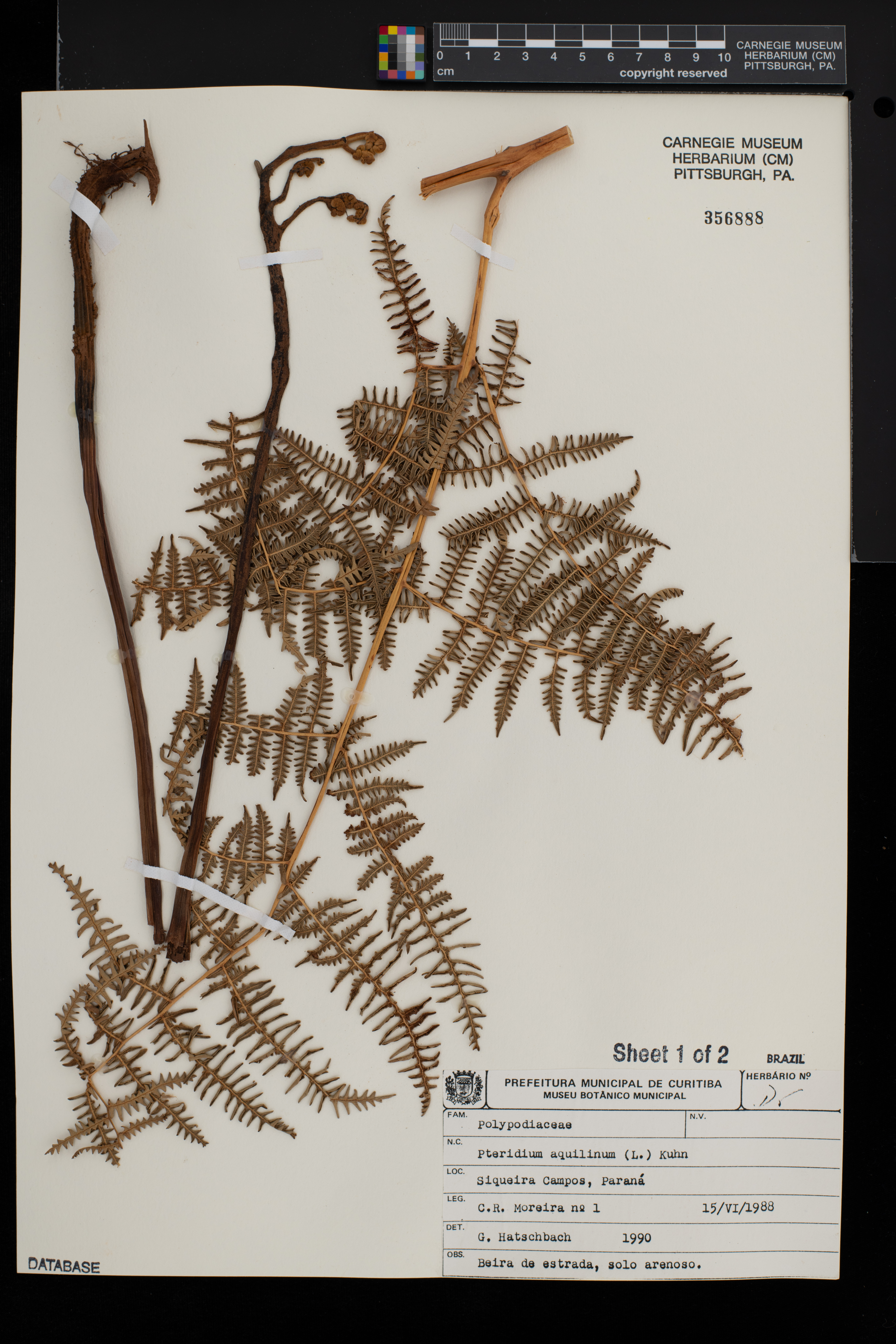 Pteridium aquilinum