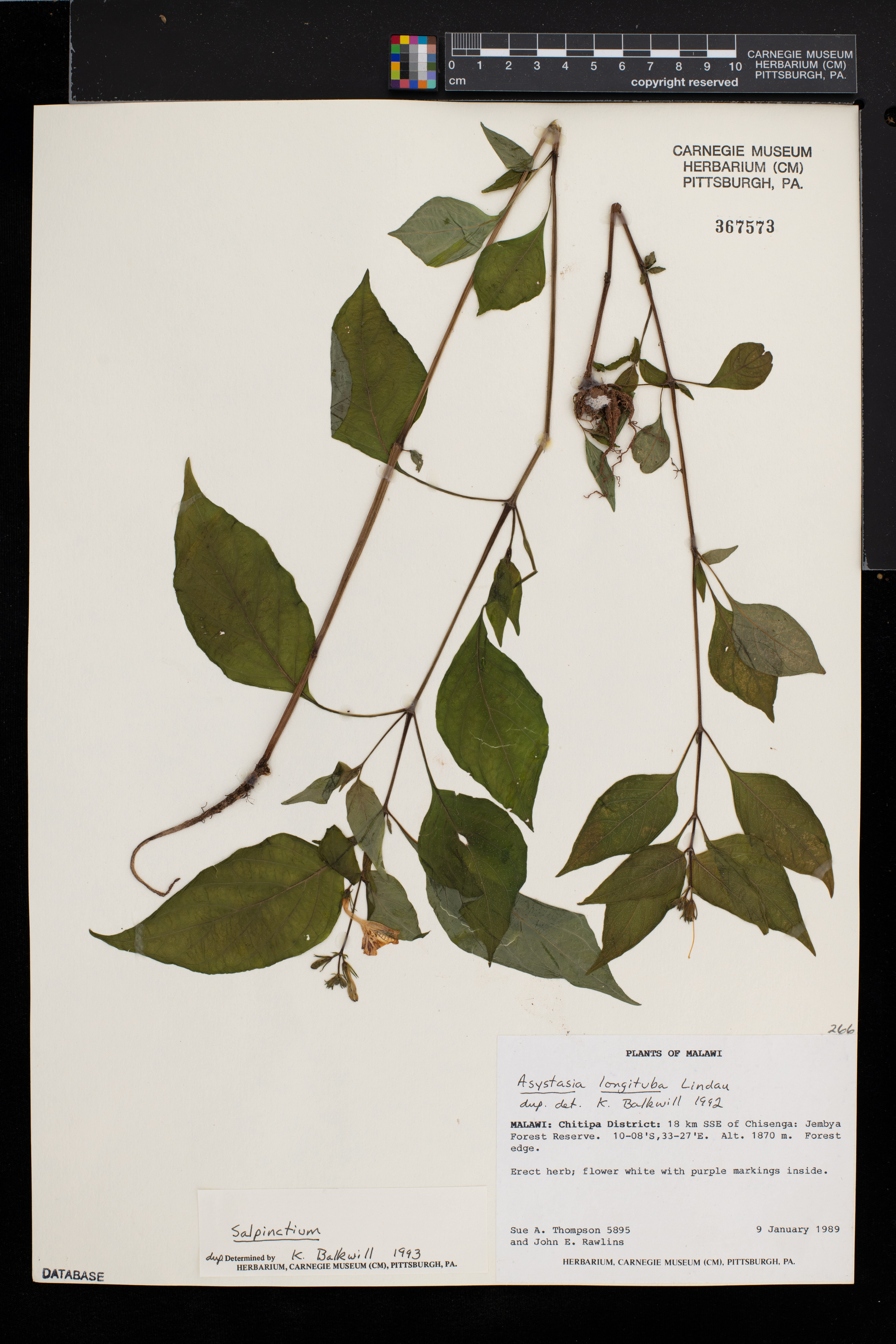 Salpinctium