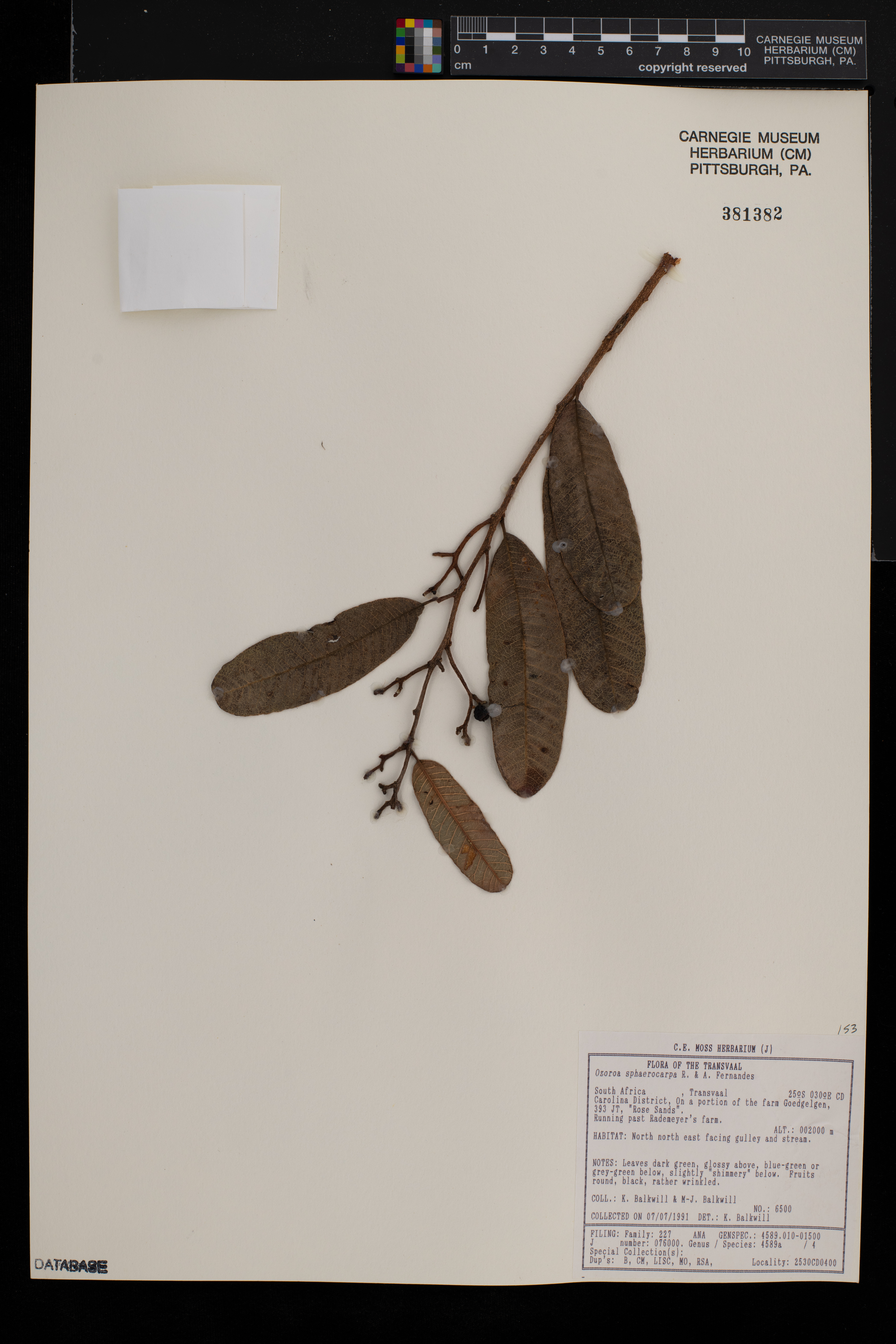 Ozoroa sphaerocarpa