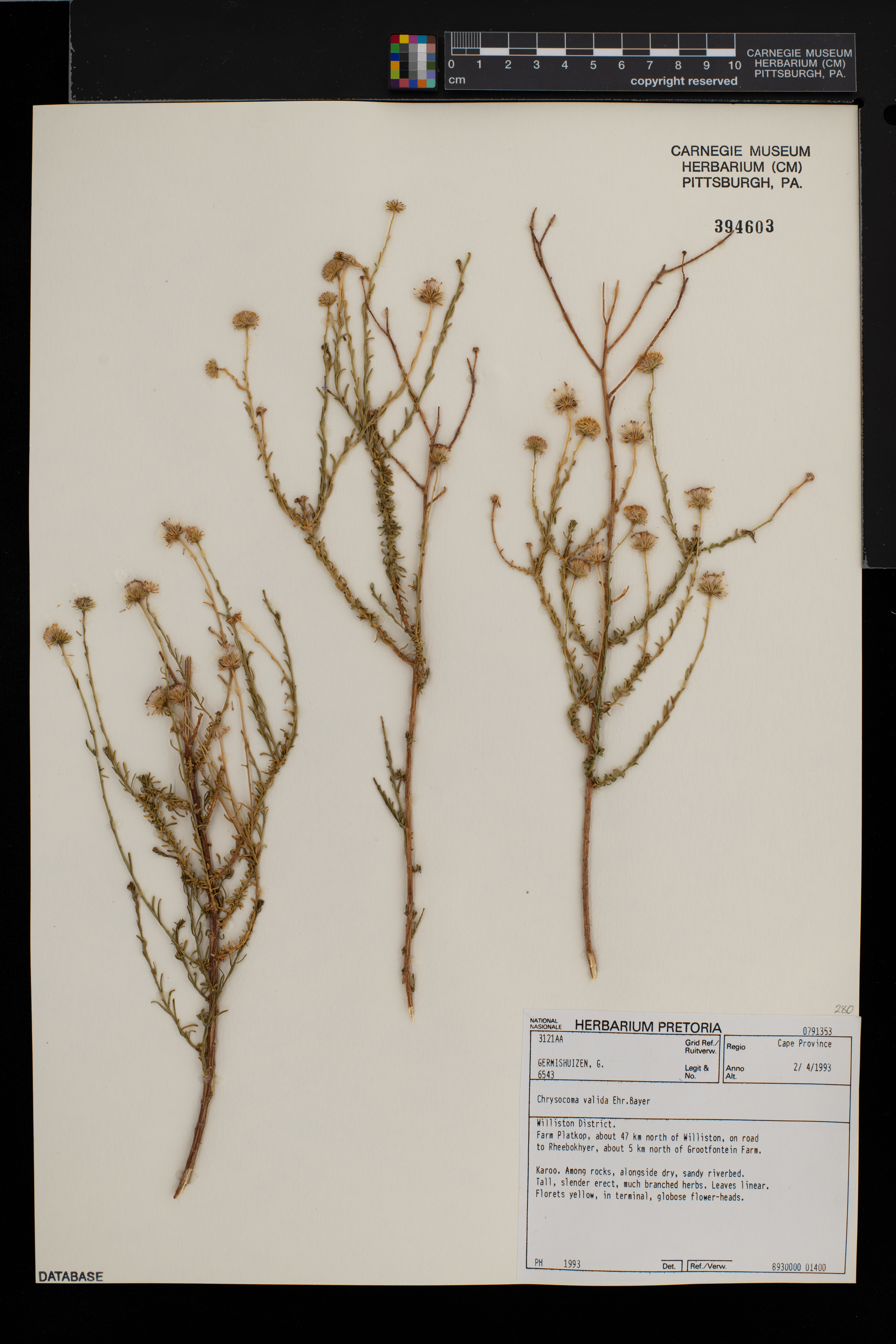 Chrysocoma valida