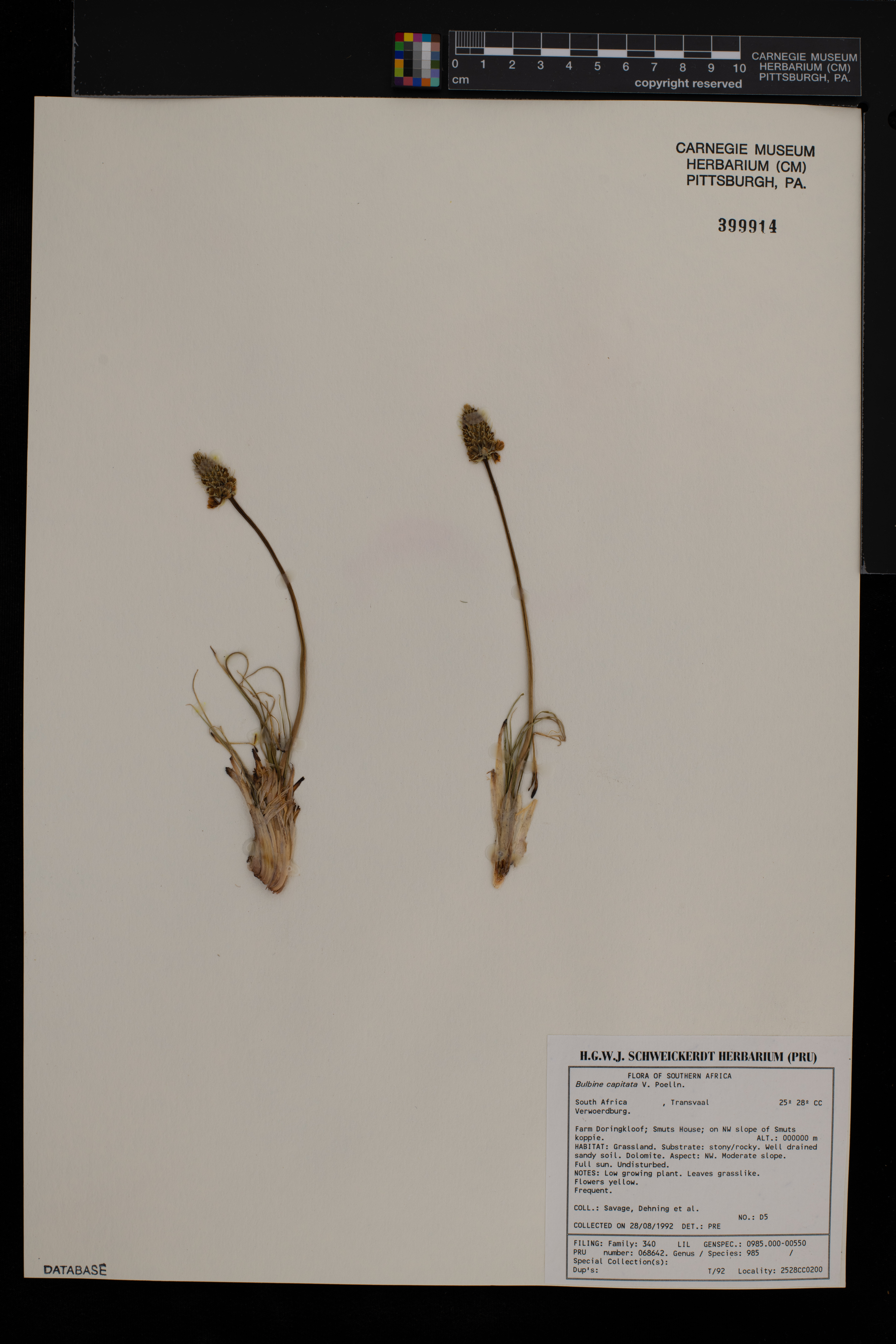 Bulbine capitata