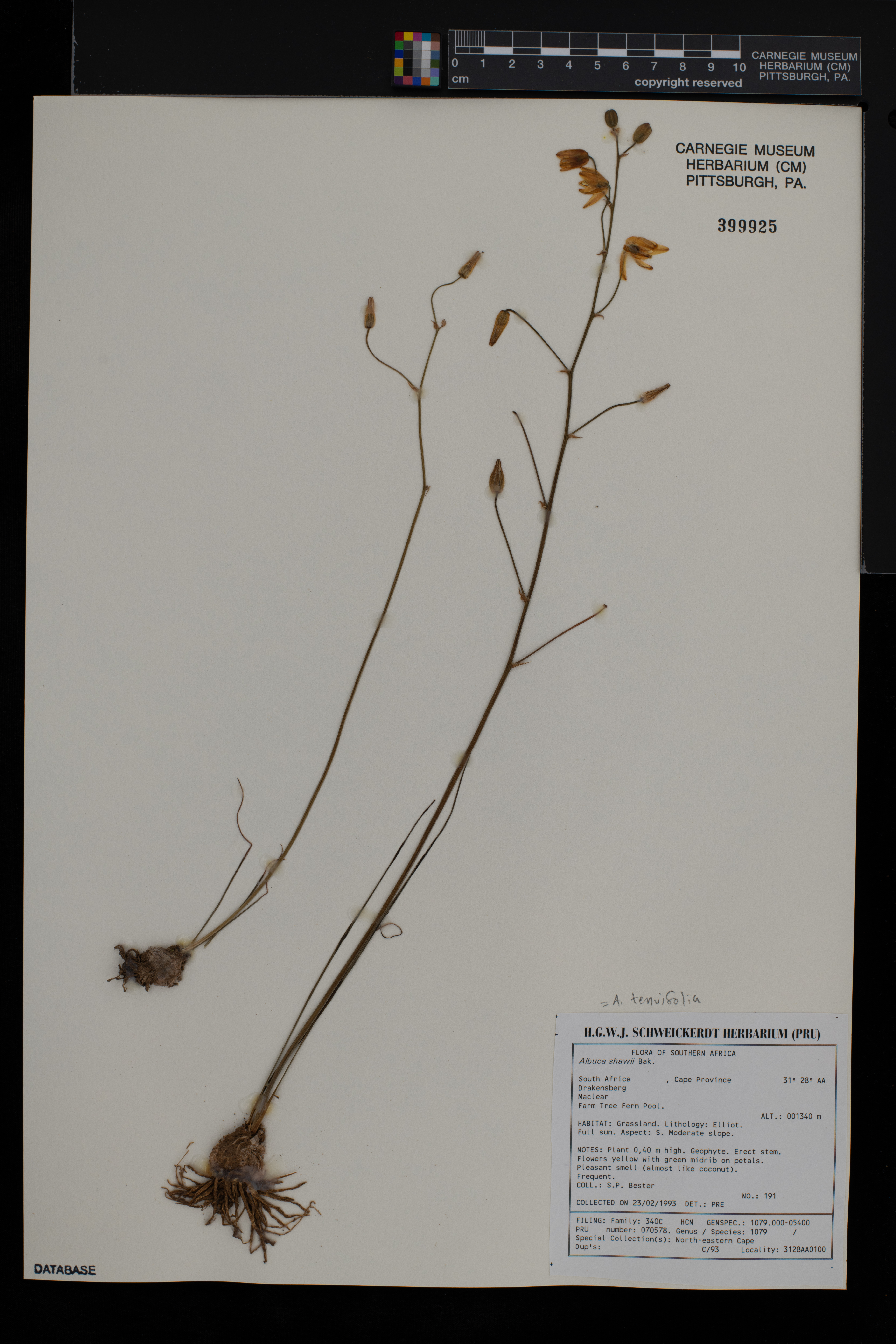 Albuca tenuifolia