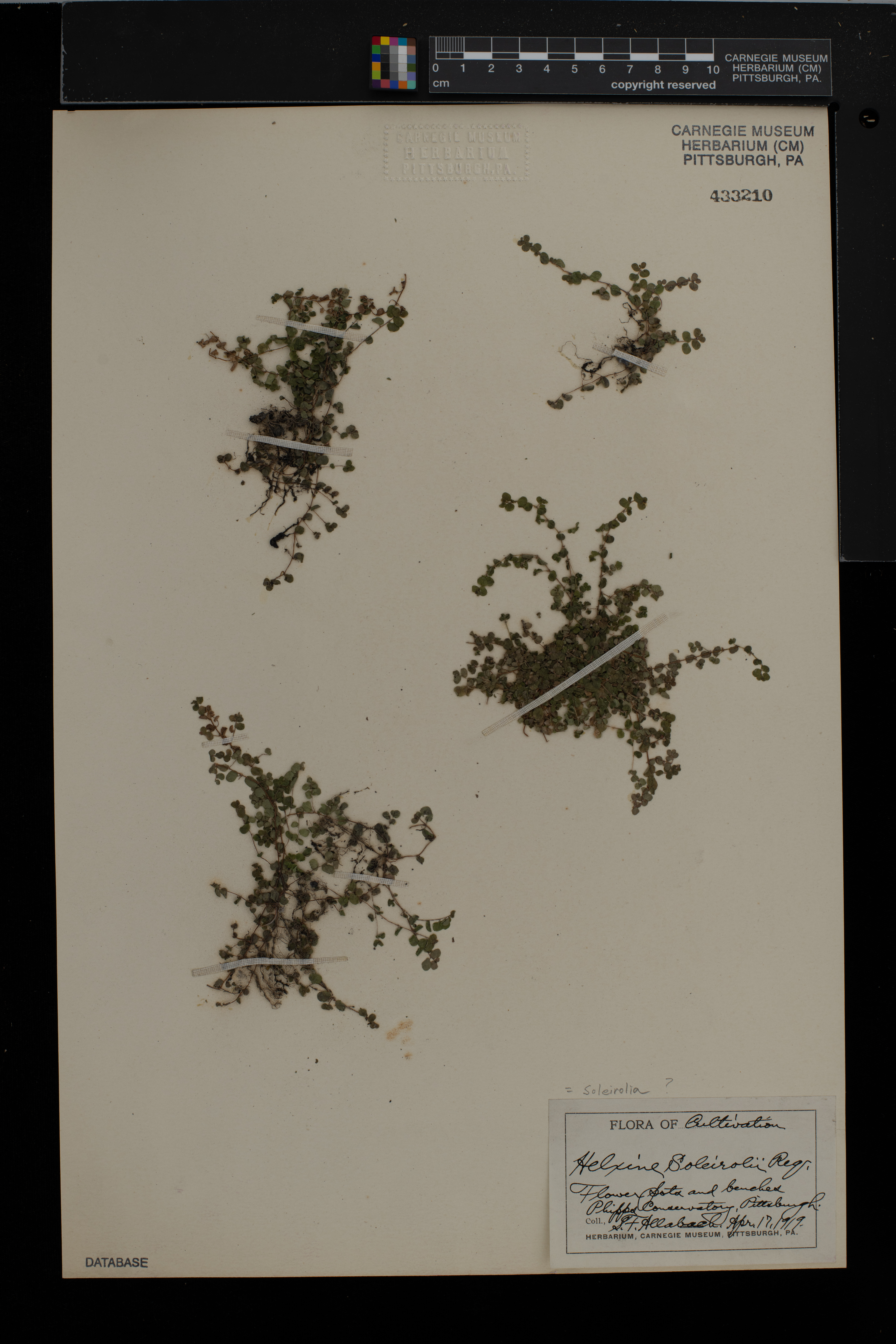 Soleirolia