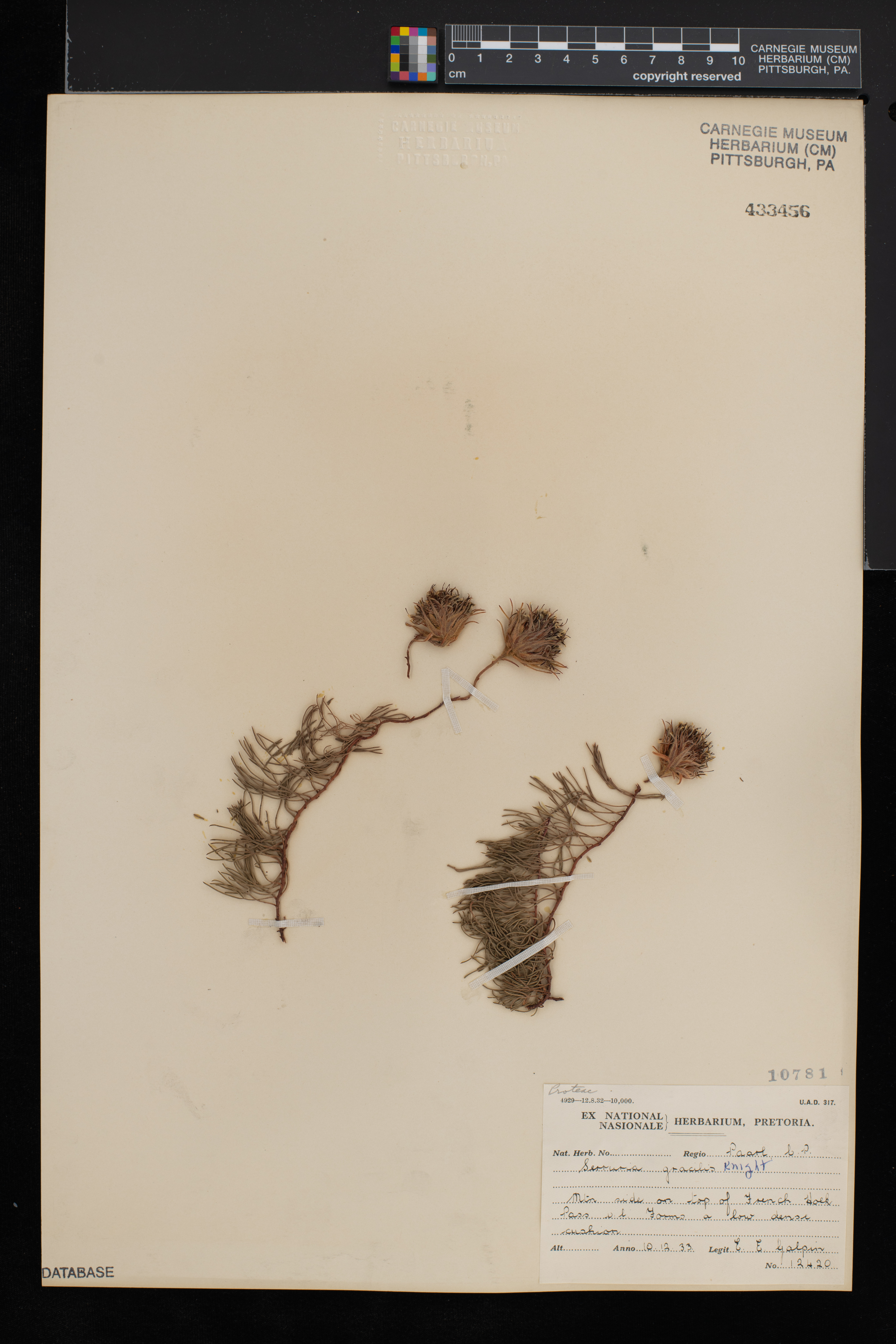 Serruria gracilis thumbnail