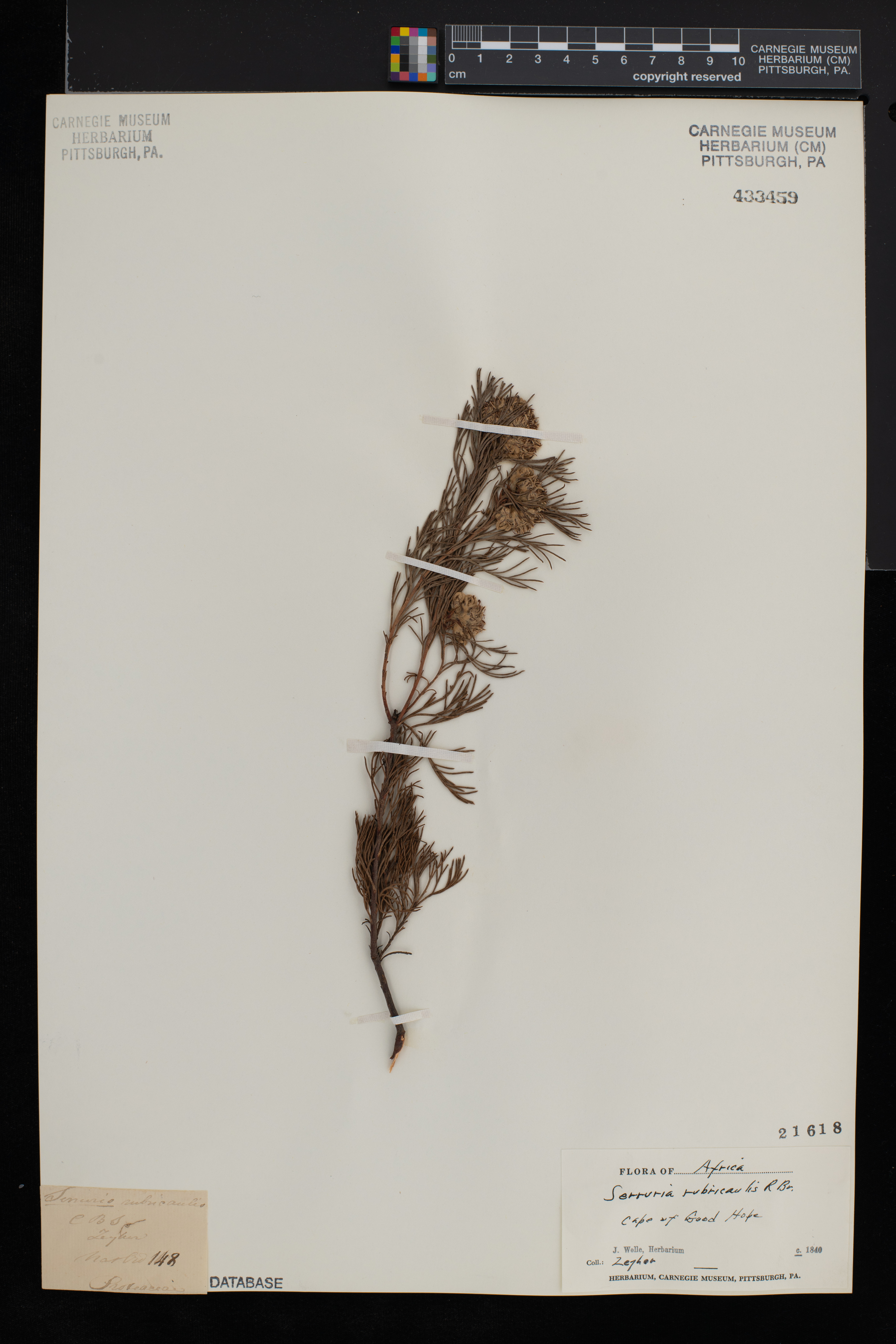 Serruria rubricaulis thumbnail