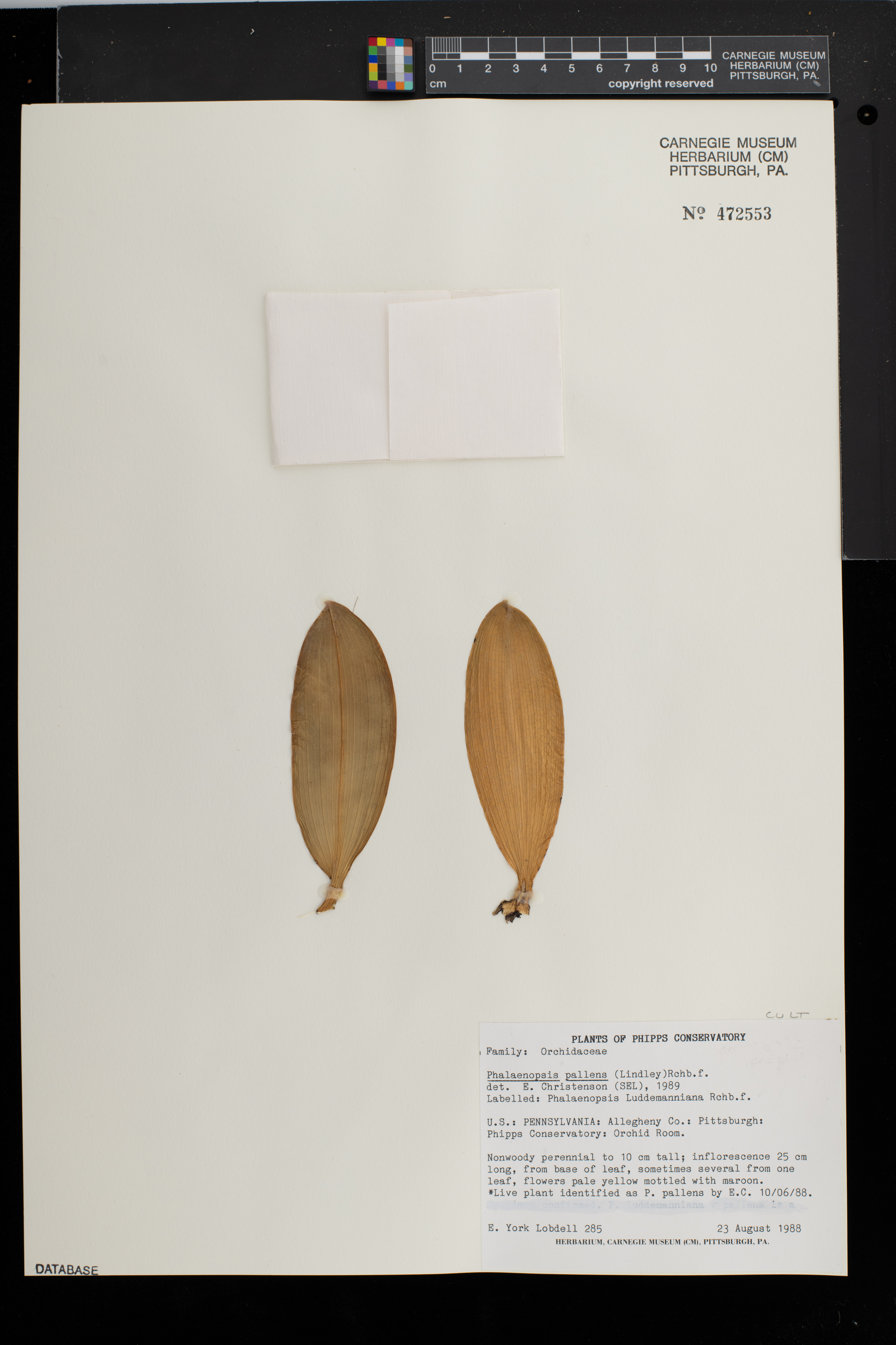 Orquídea mariposa