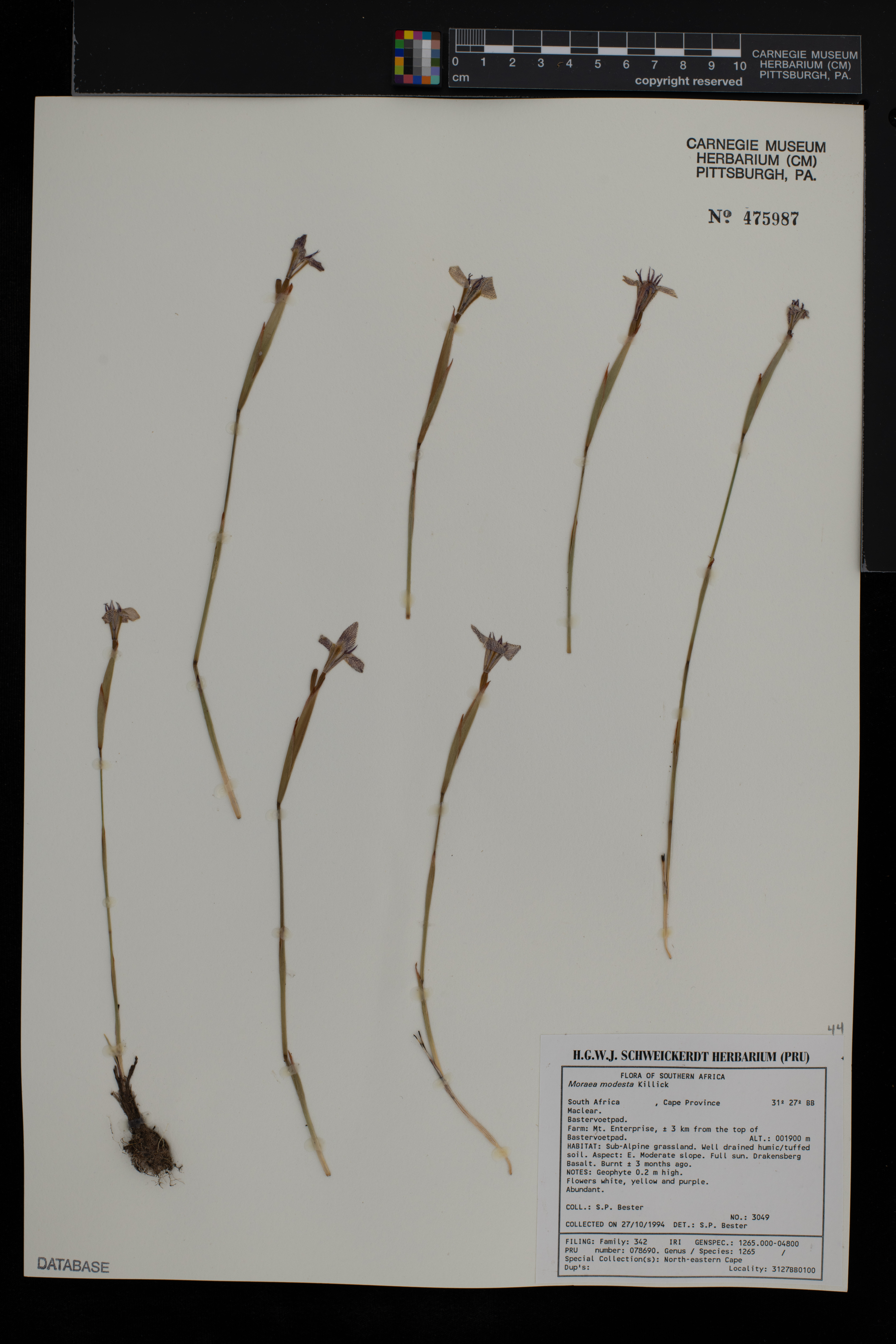 Moraea modesta