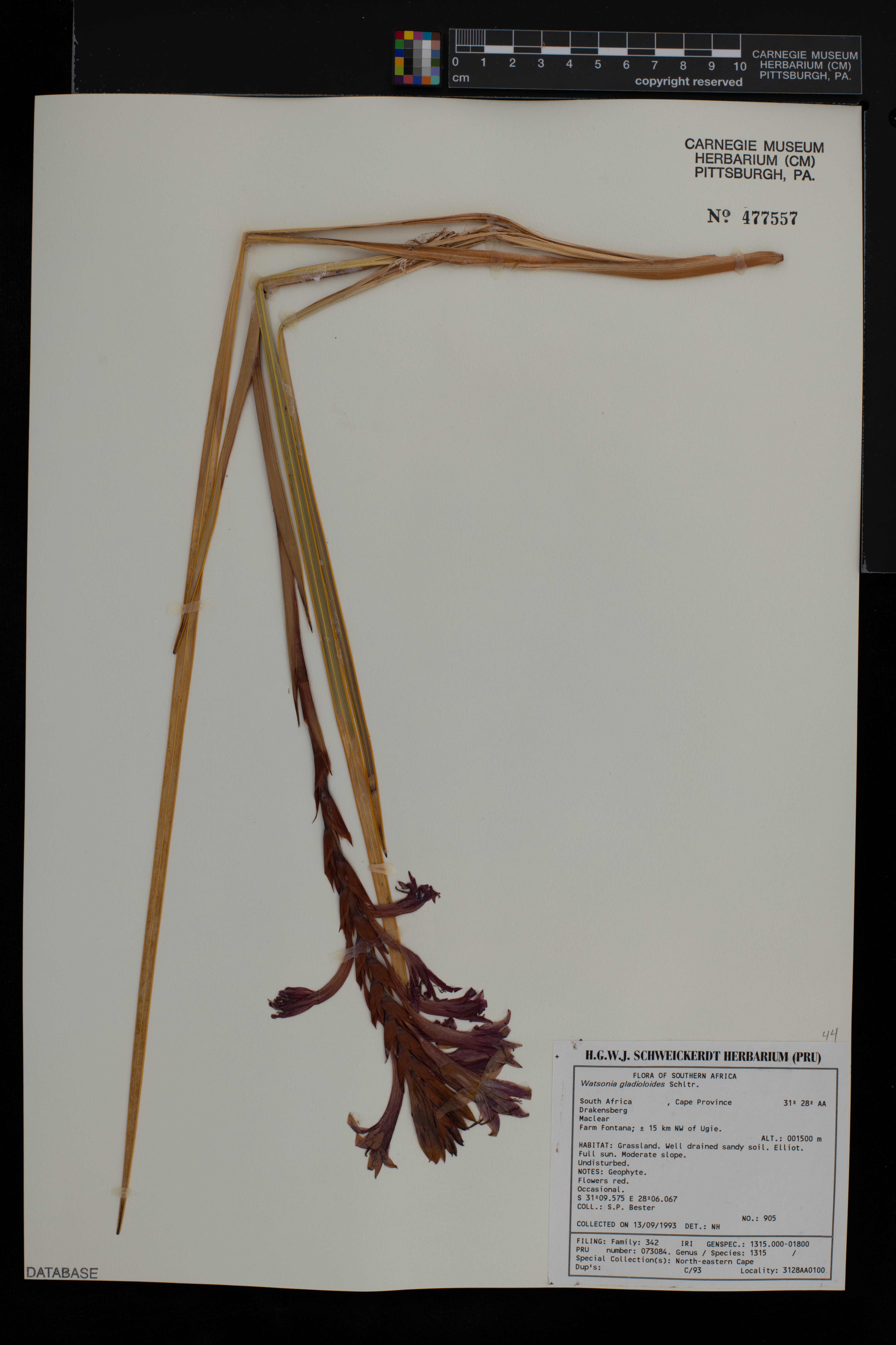 Watsonia gladioloides thumbnail