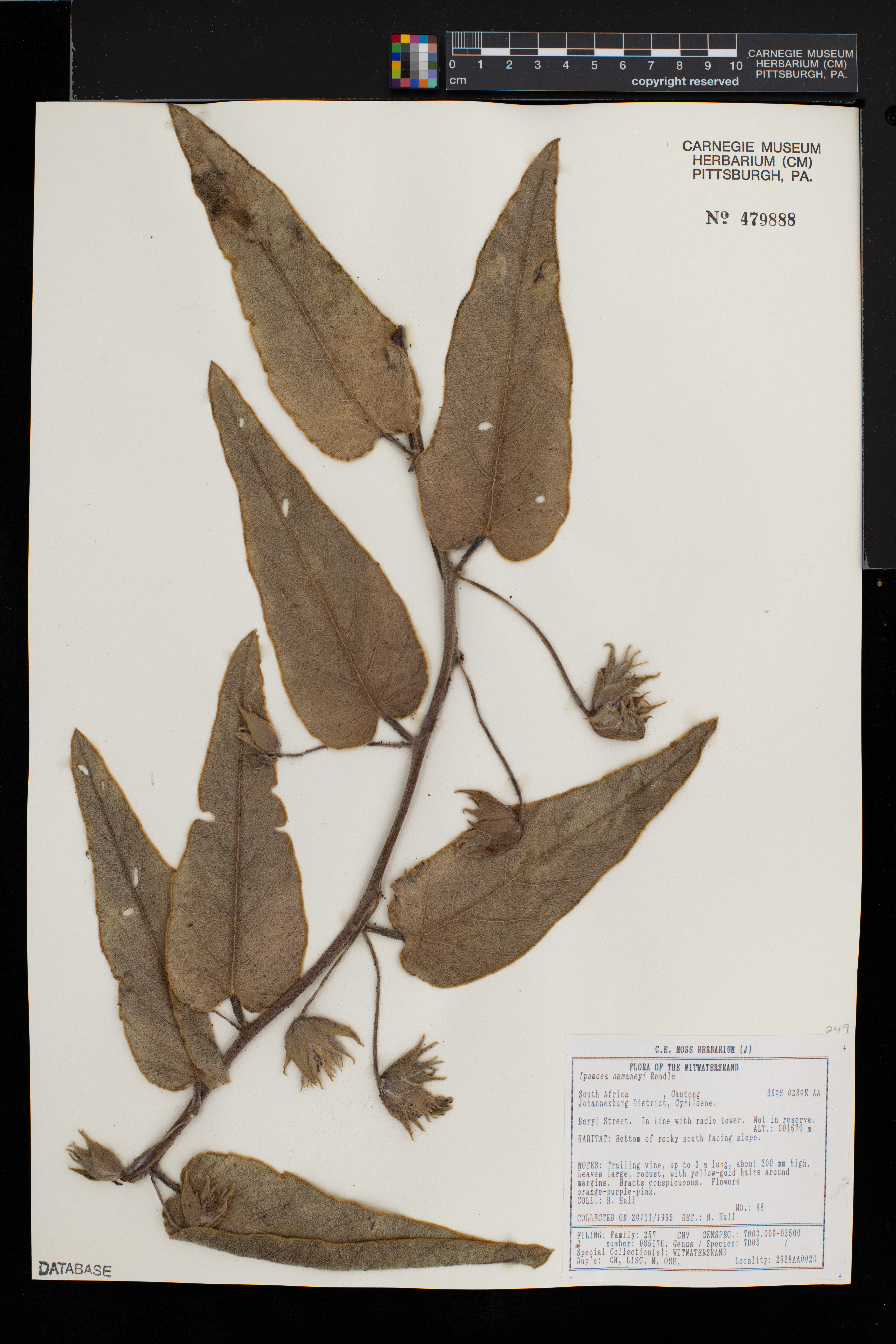 Ipomoea ommanneyi