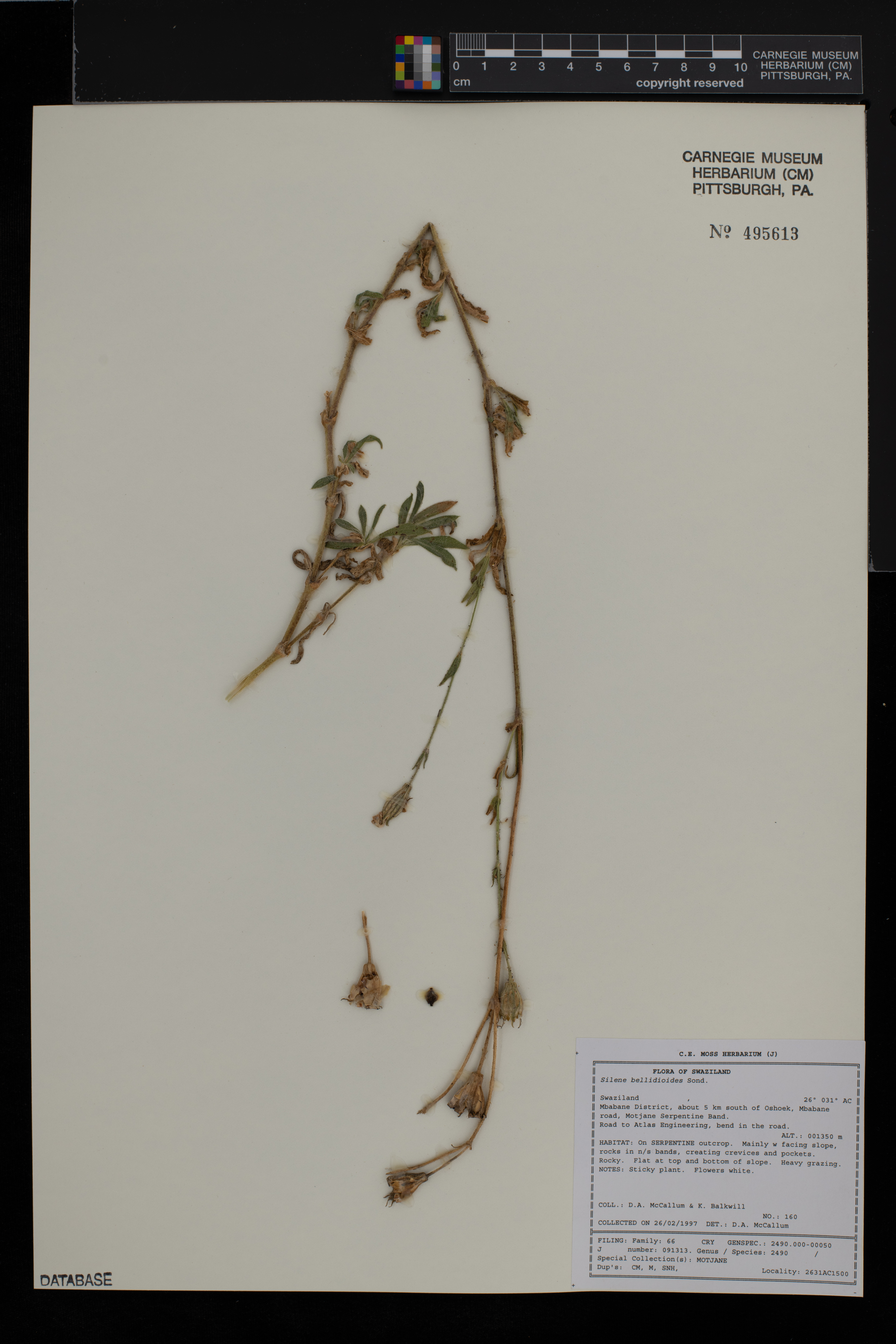 Silene bellidioides