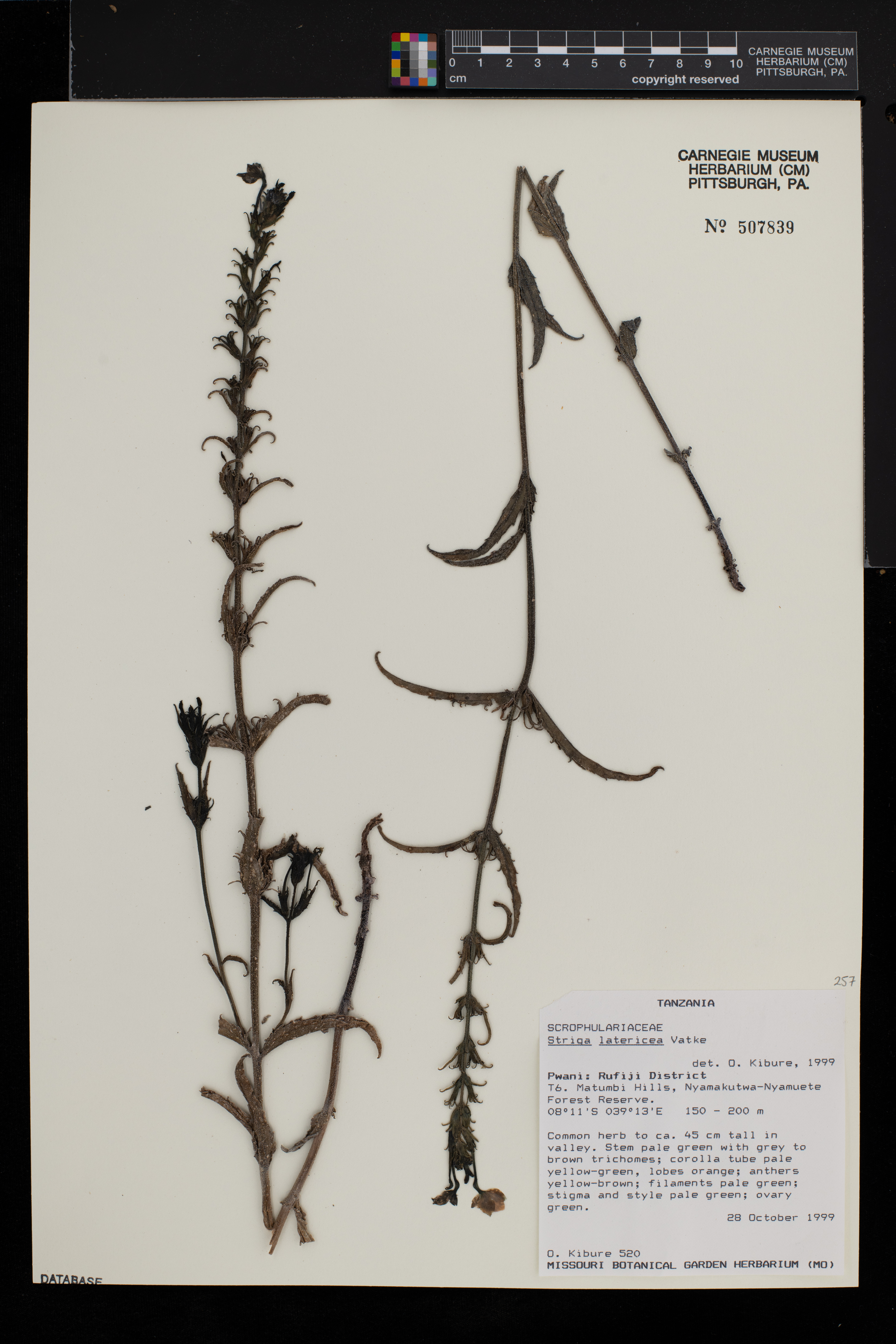 Striga latericea