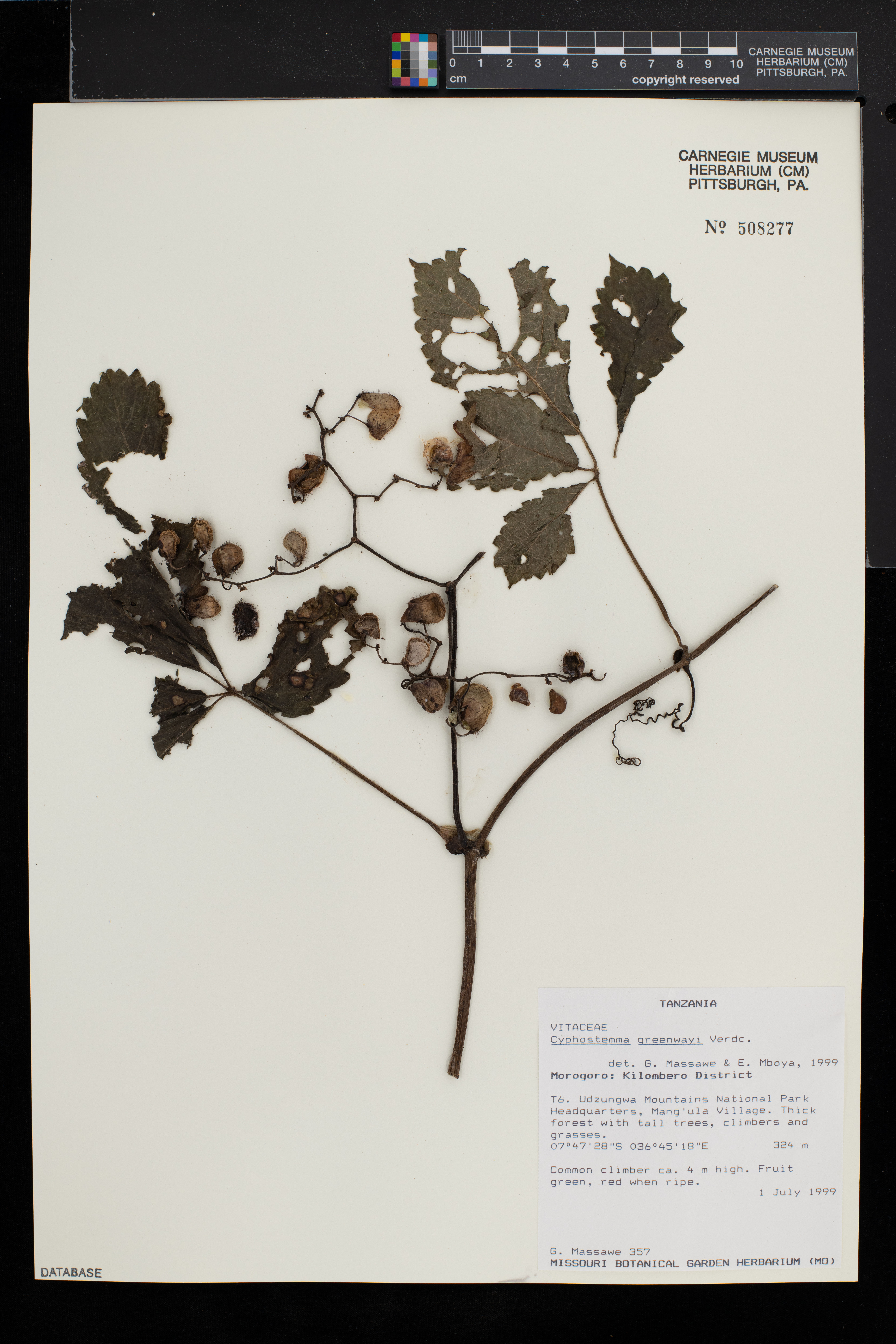 Cyphostemma greenwayi