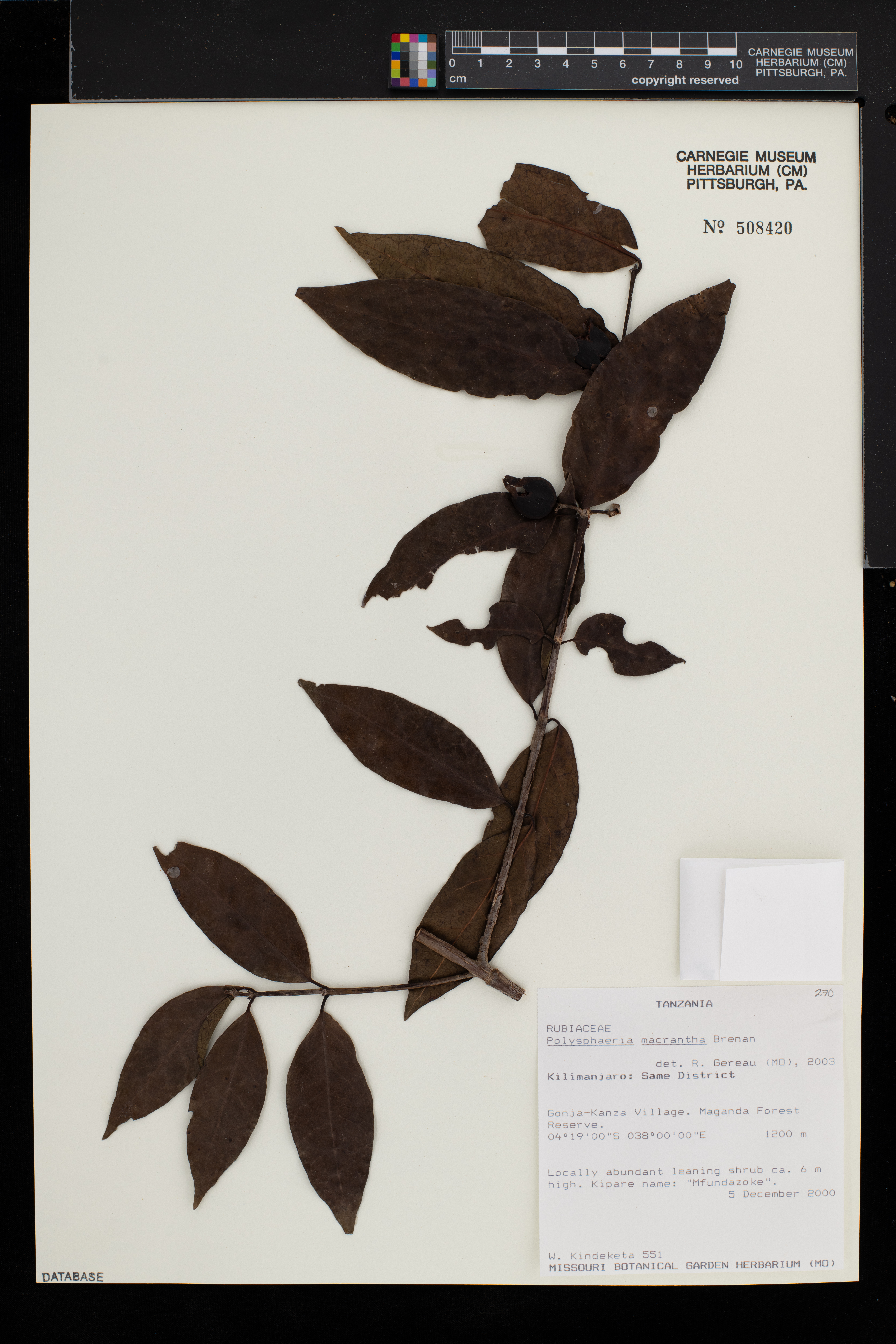 Polysphaeria macrantha