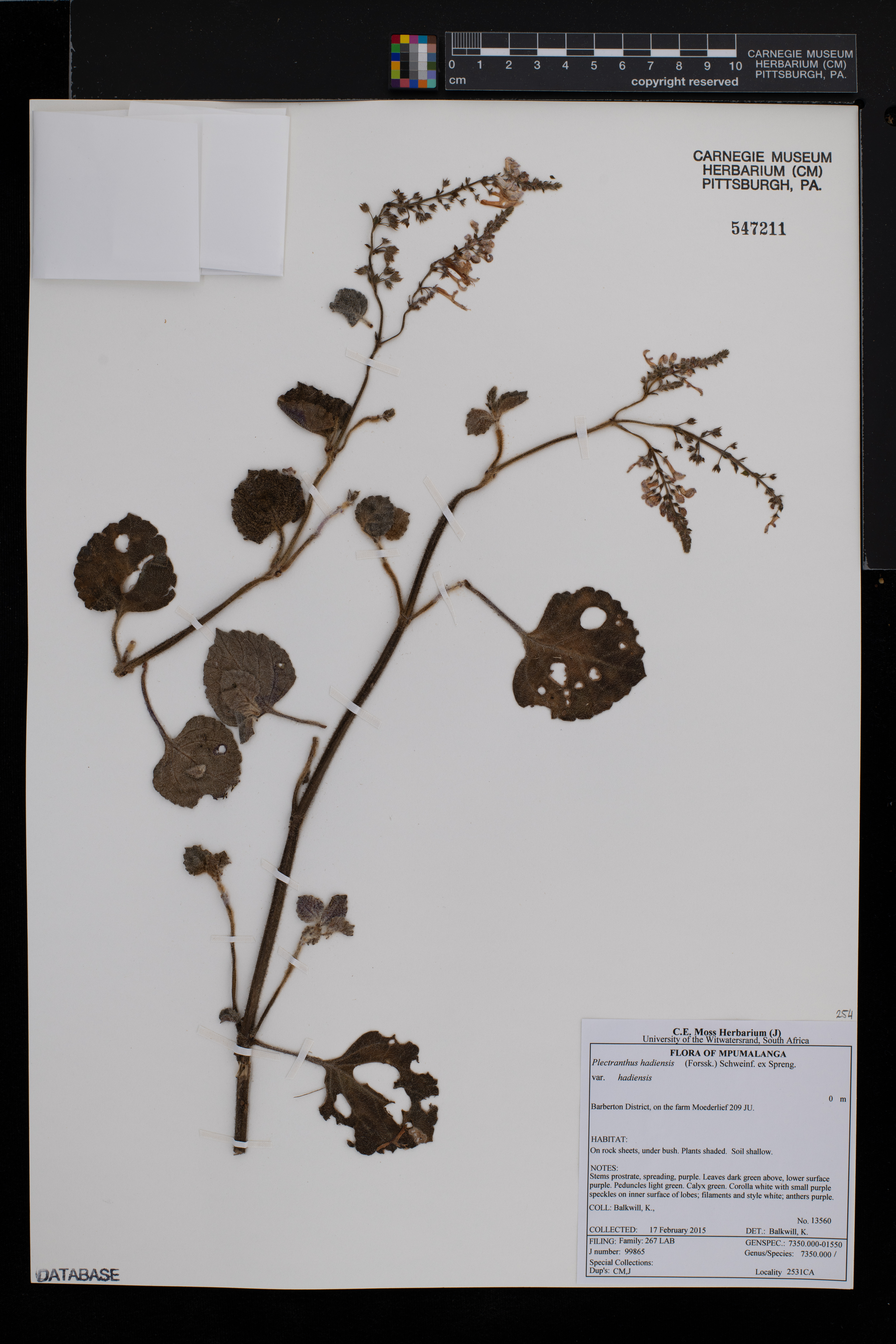 Plectranthus hadiensis thumbnail