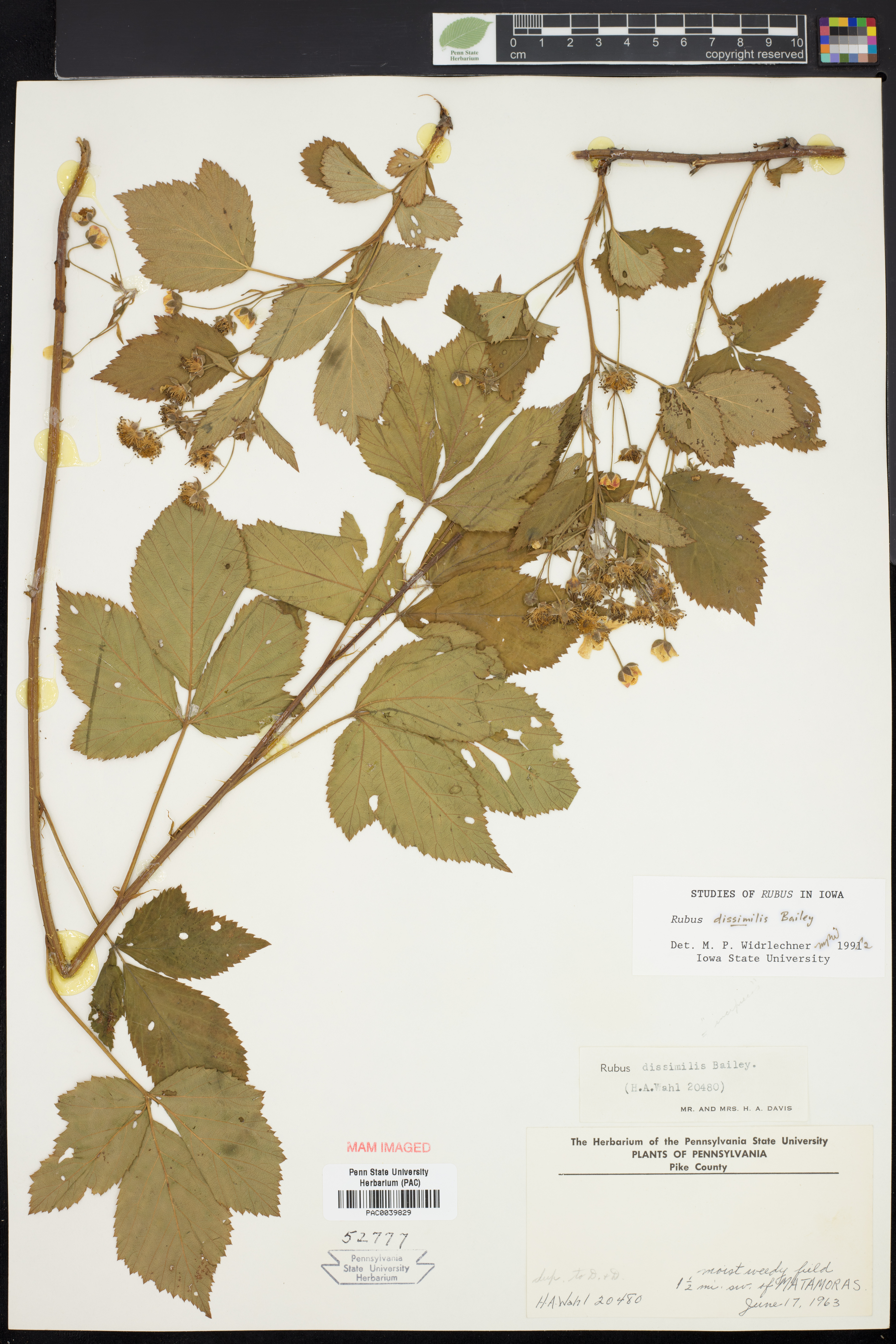 Rubus dissimilis thumbnail
