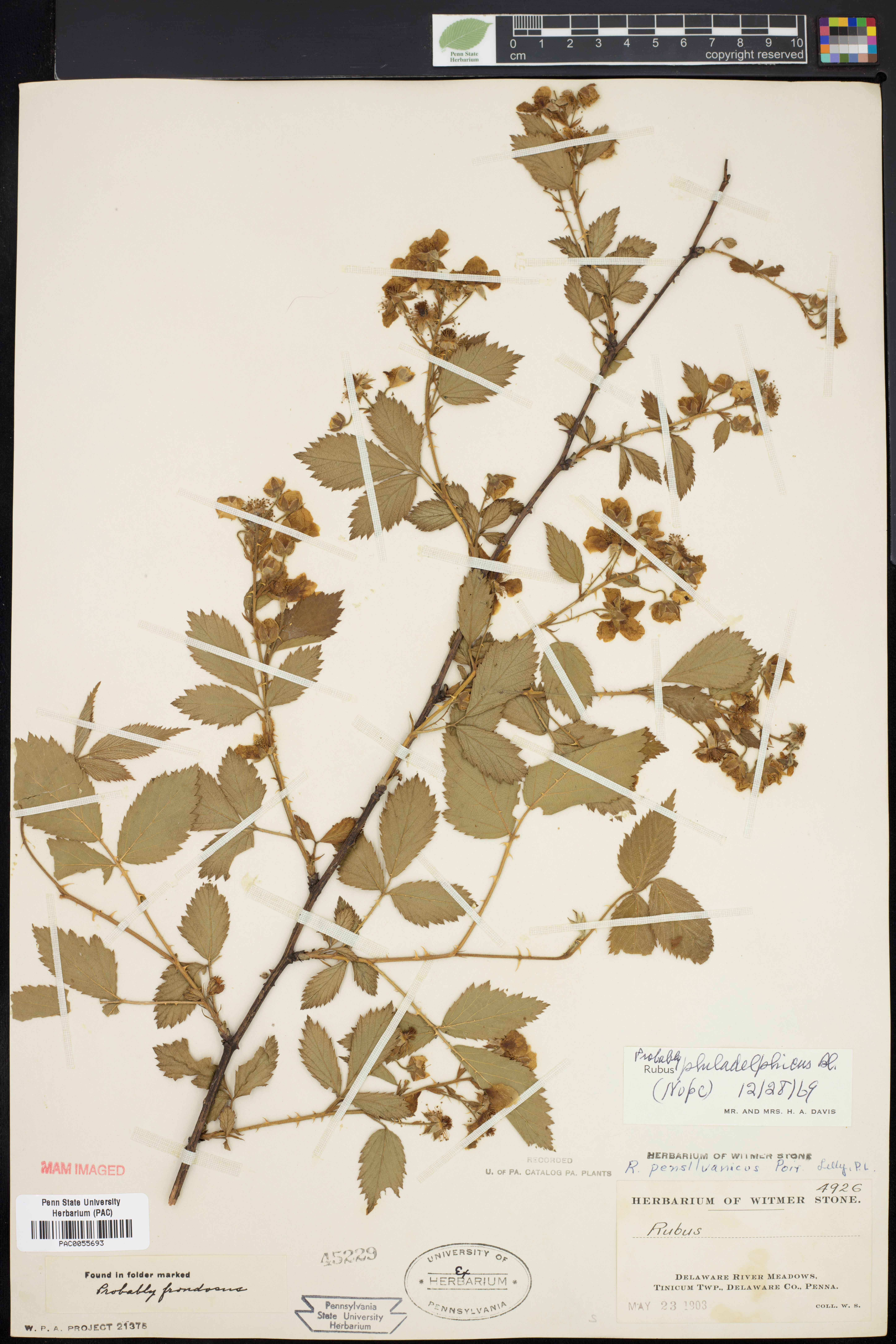 Rubus philadelphicus thumbnail