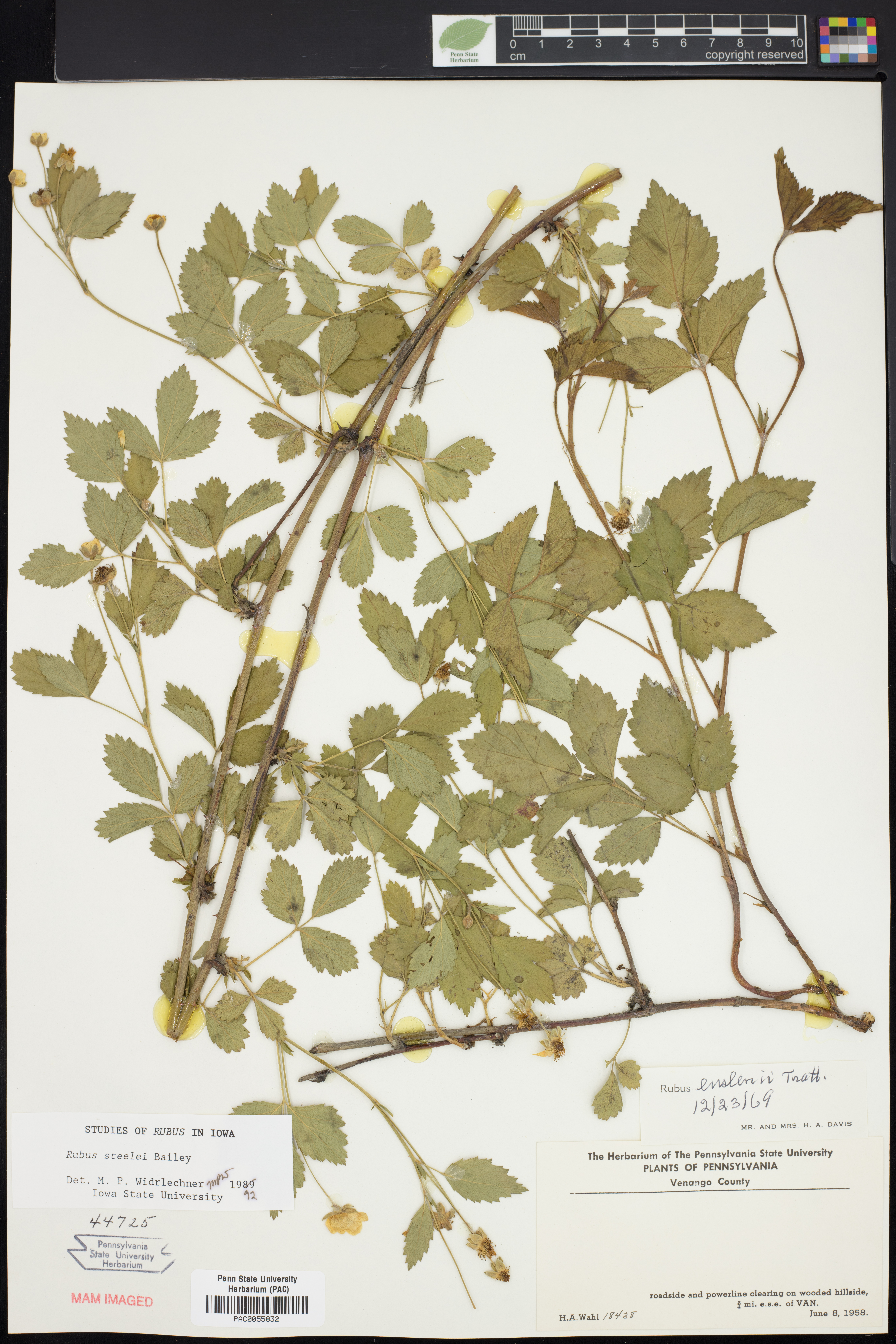 Rubus steelei thumbnail