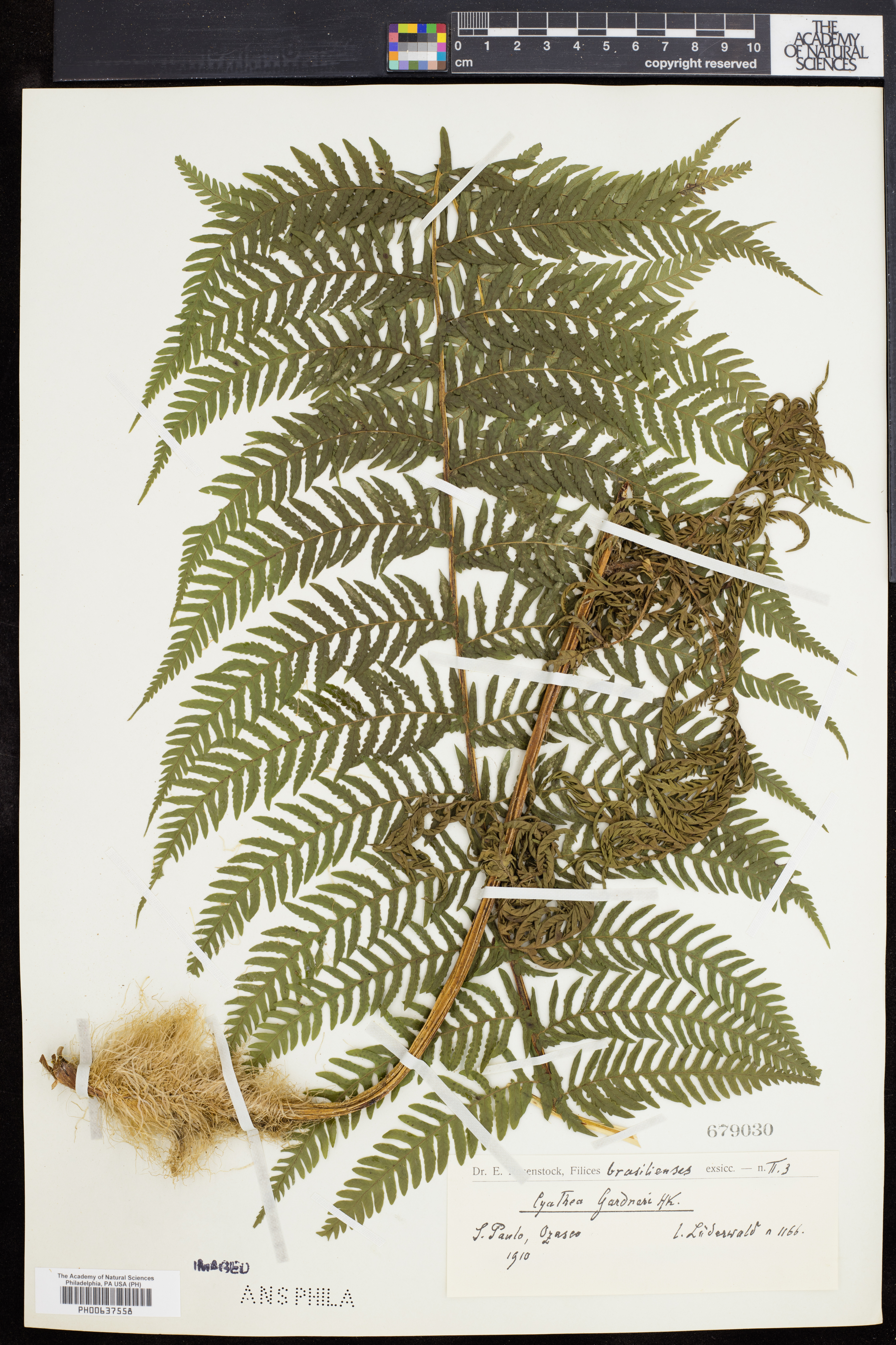 Cyathea gardneri