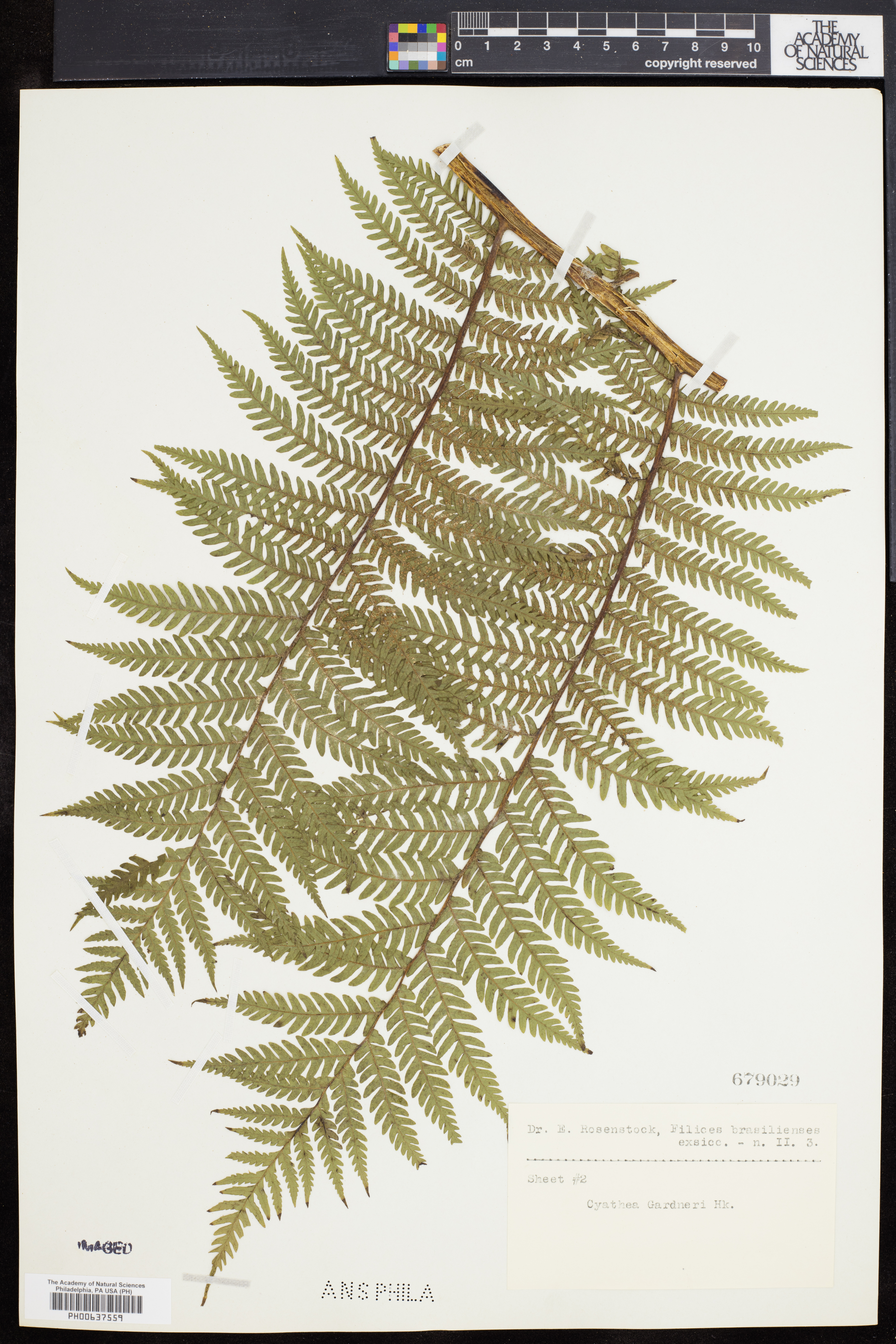 Cyathea gardneri