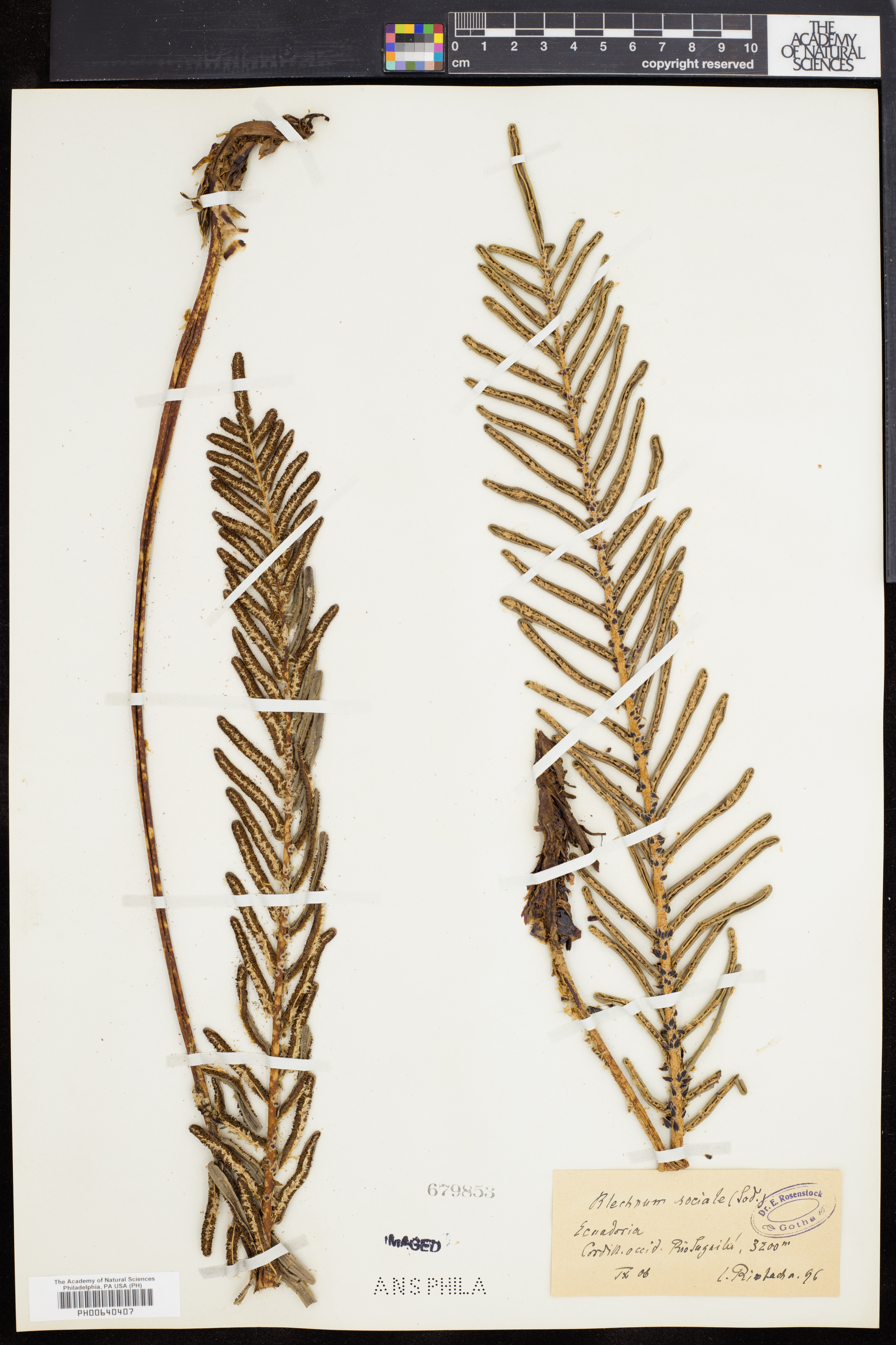 Blechnum sociale thumbnail