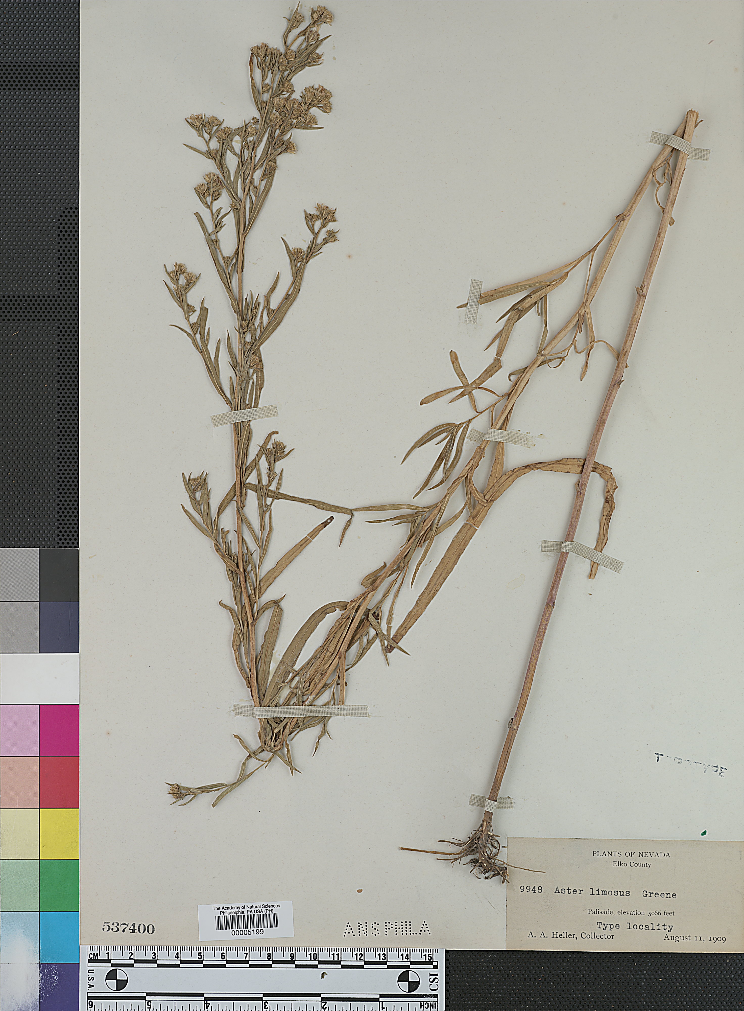 Aster limosus