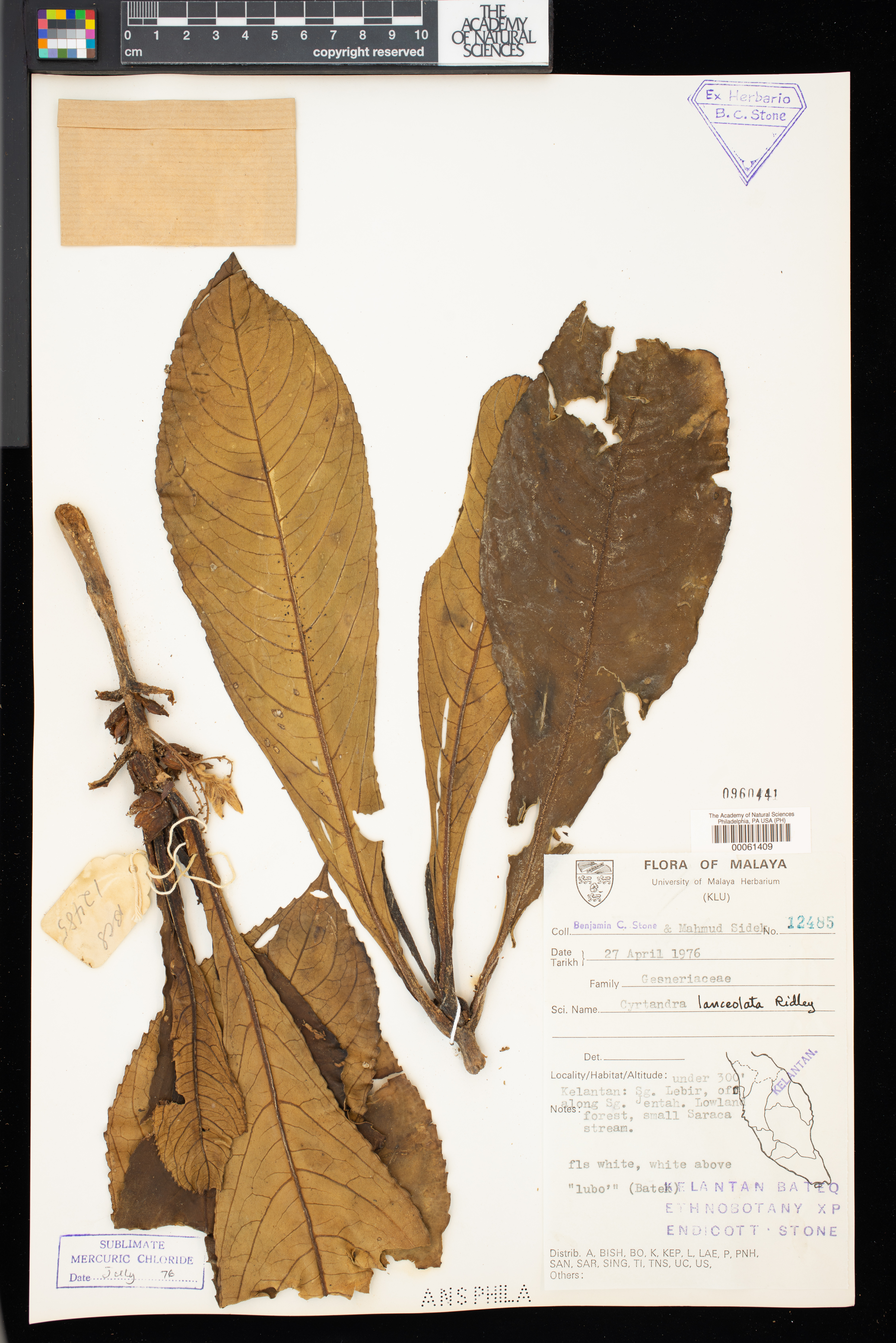 Cyrtandra lanceolata