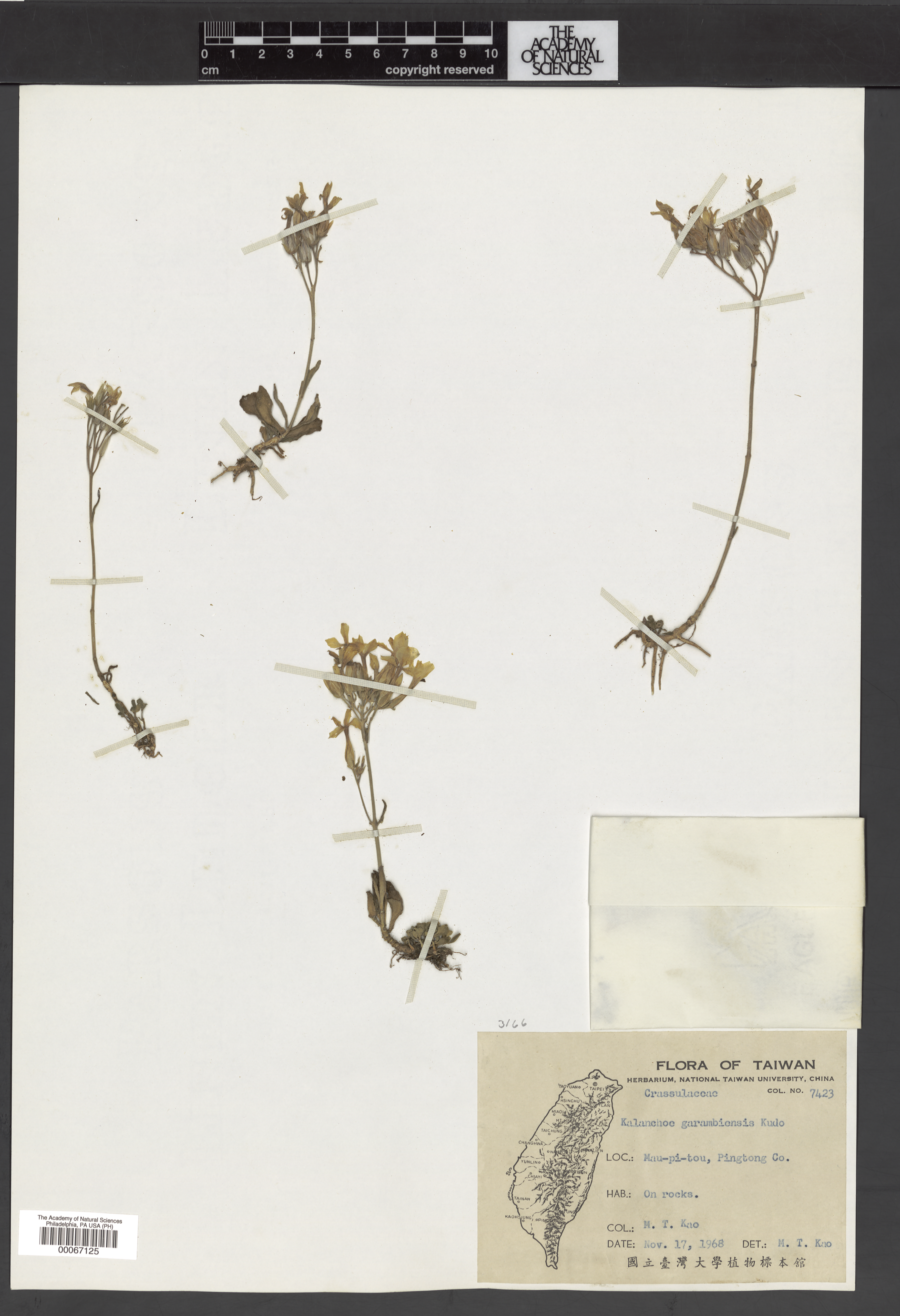 Kalanchoe garambiensis thumbnail