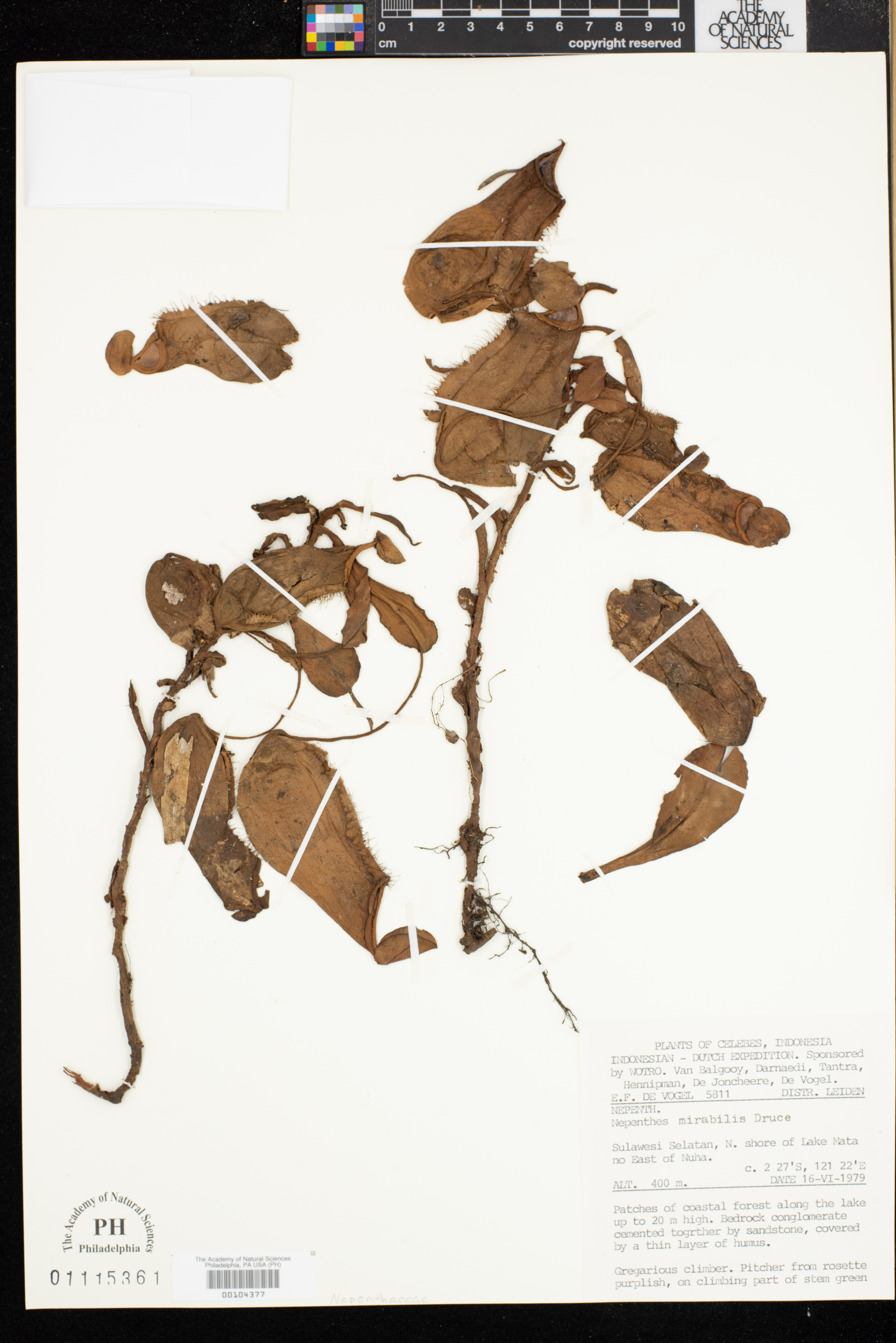 Nepenthes mirabilis image