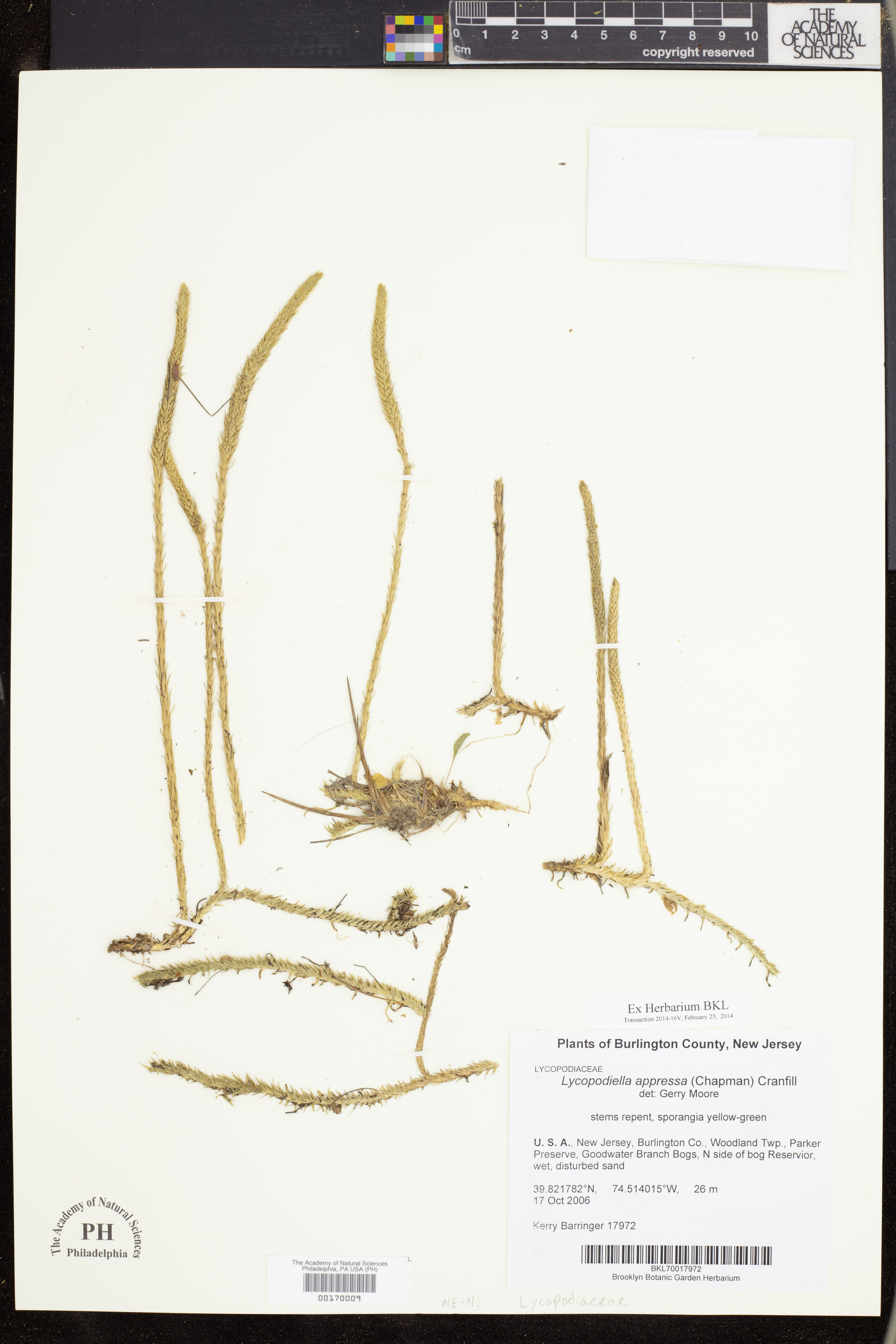 Lycopodiella appressa image