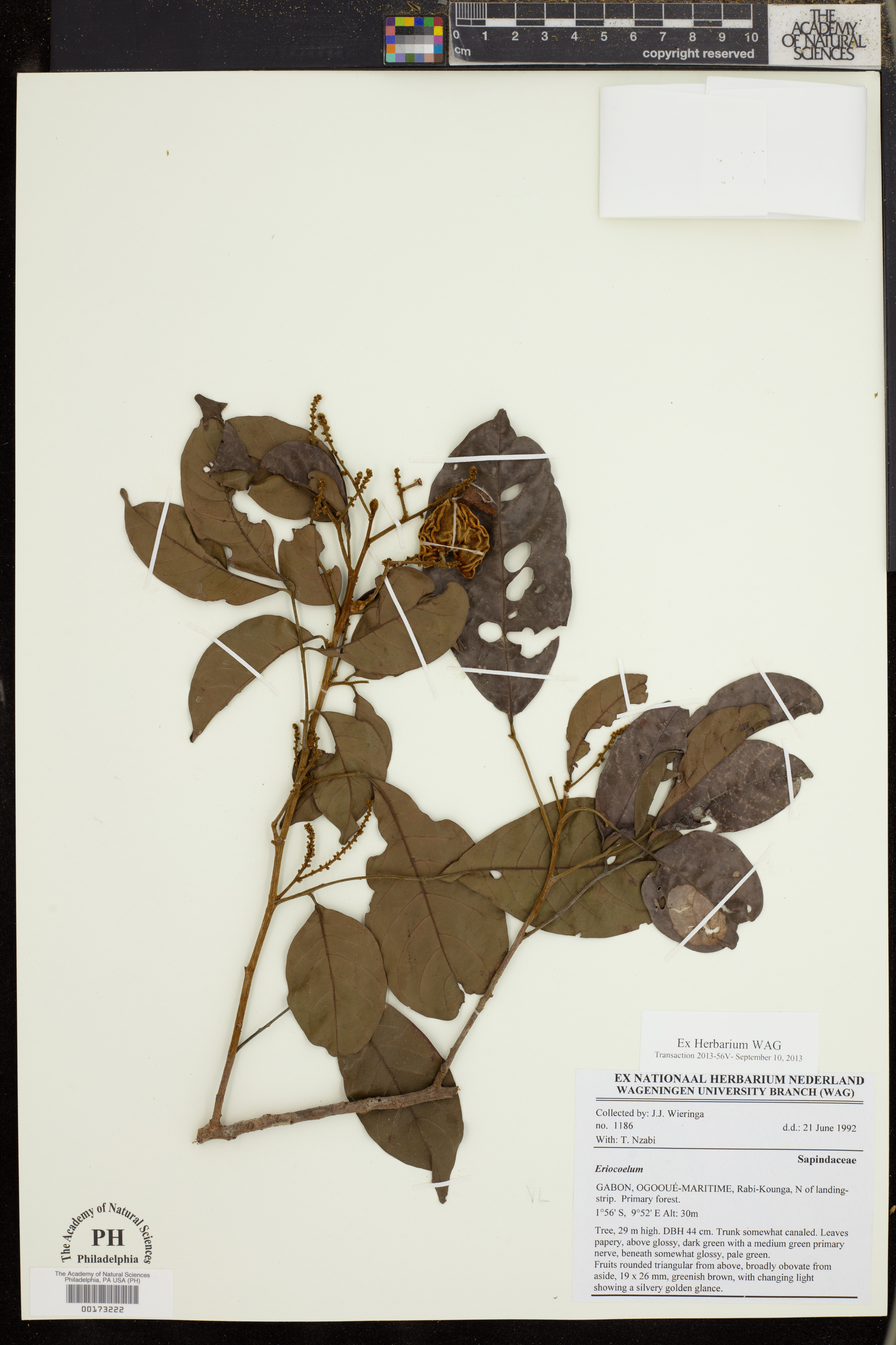 Eriocoelum image