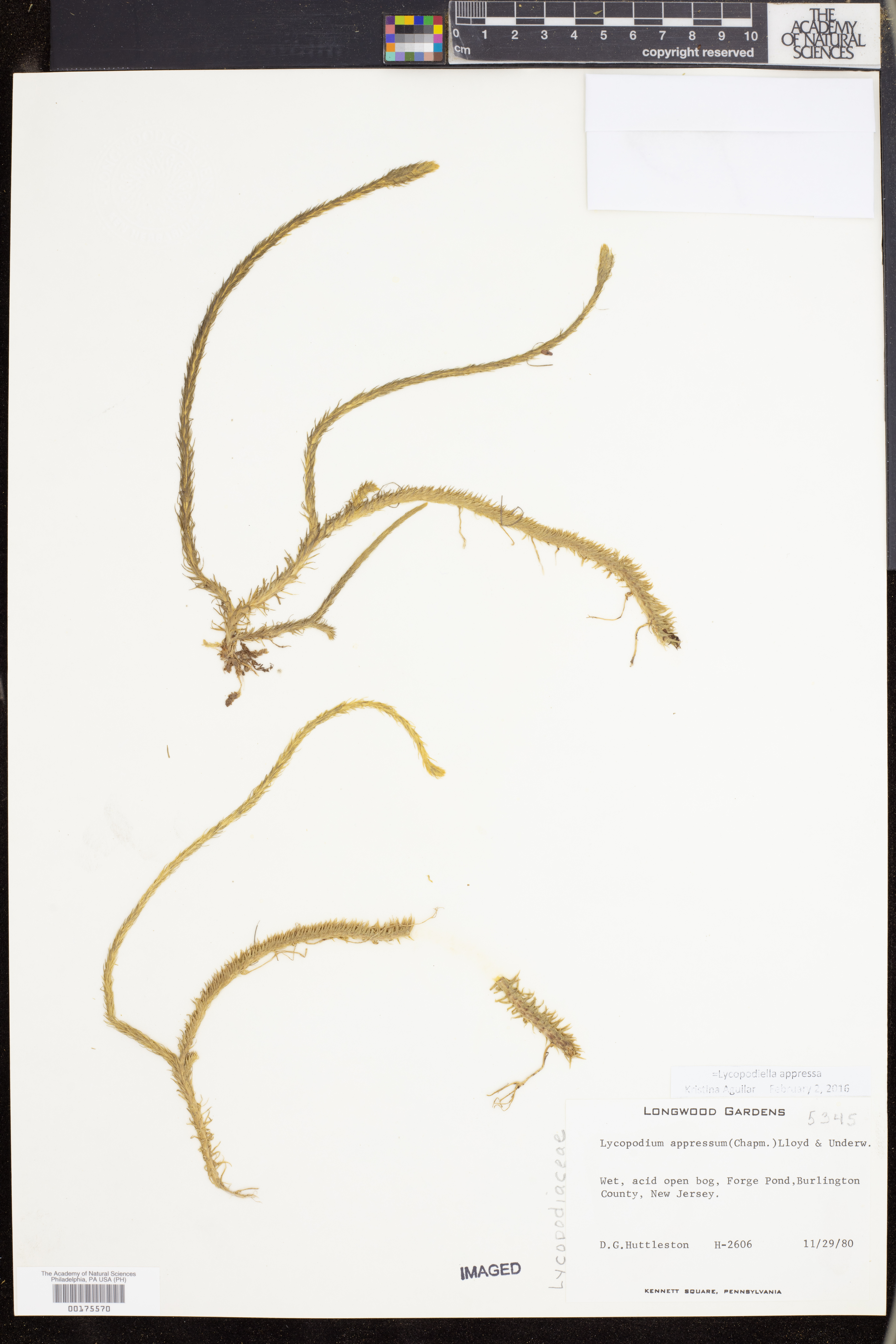 Lycopodiella appressa image