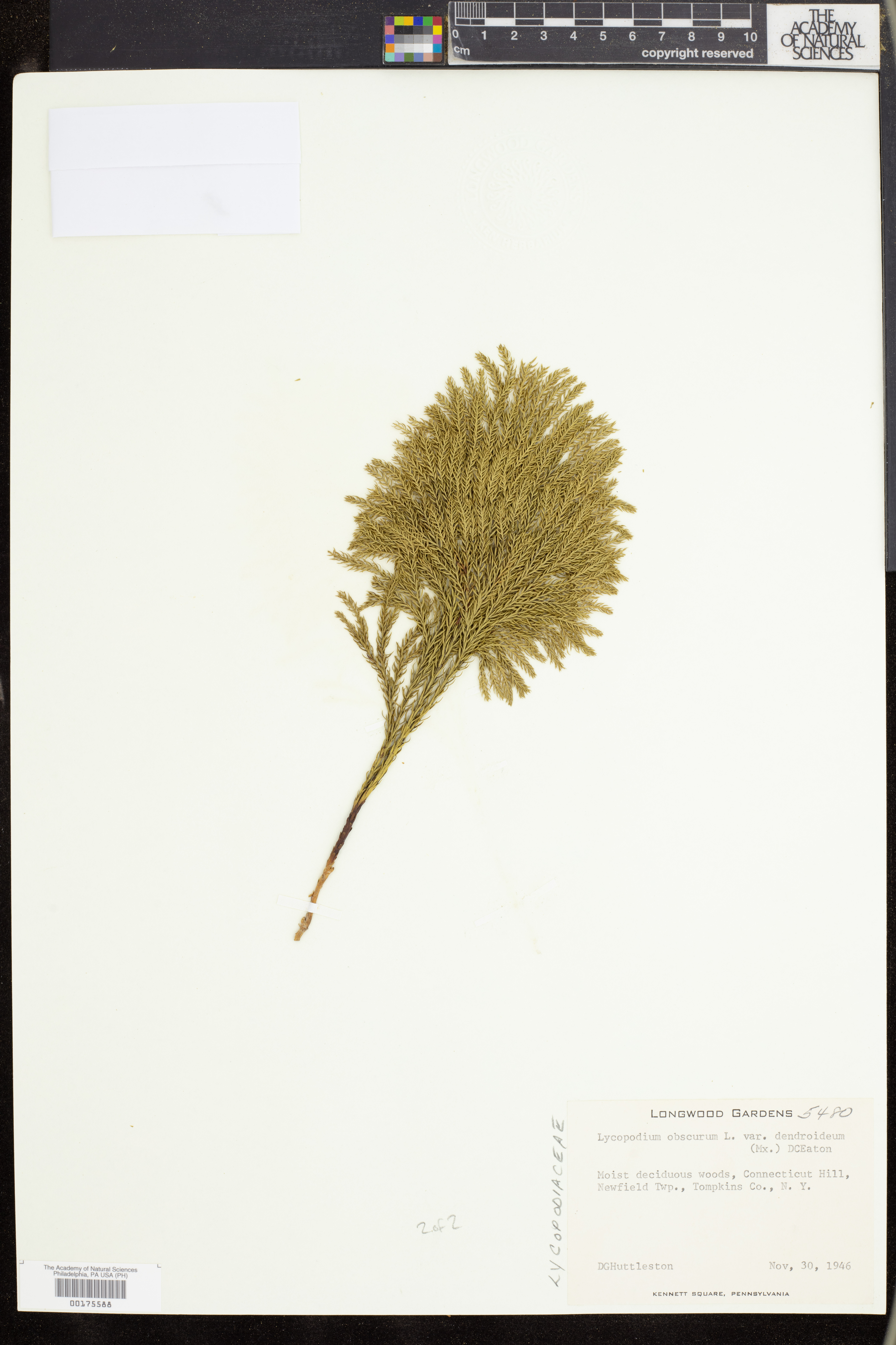 Dendrolycopodium dendroideum image