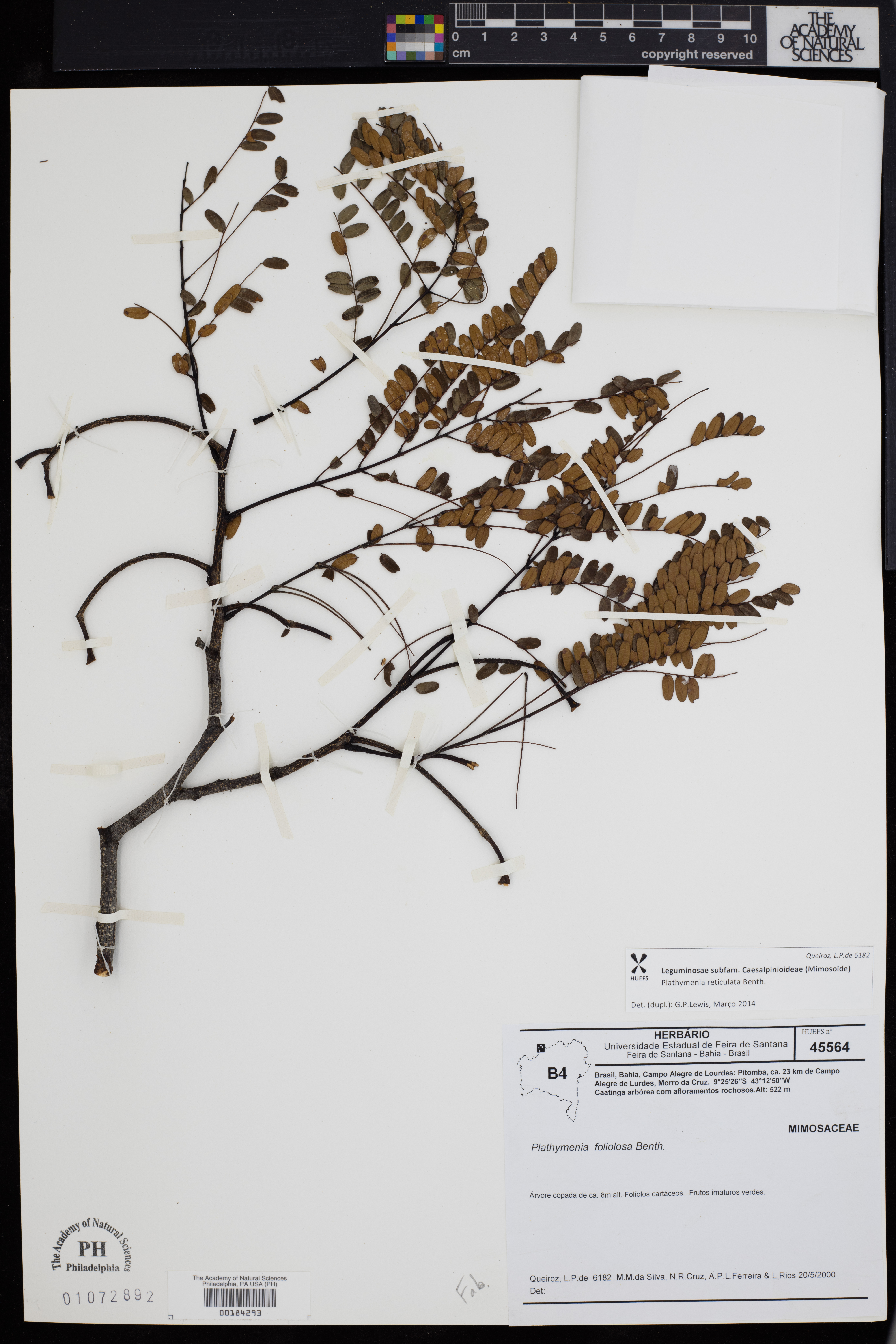 Plathymenia reticulata