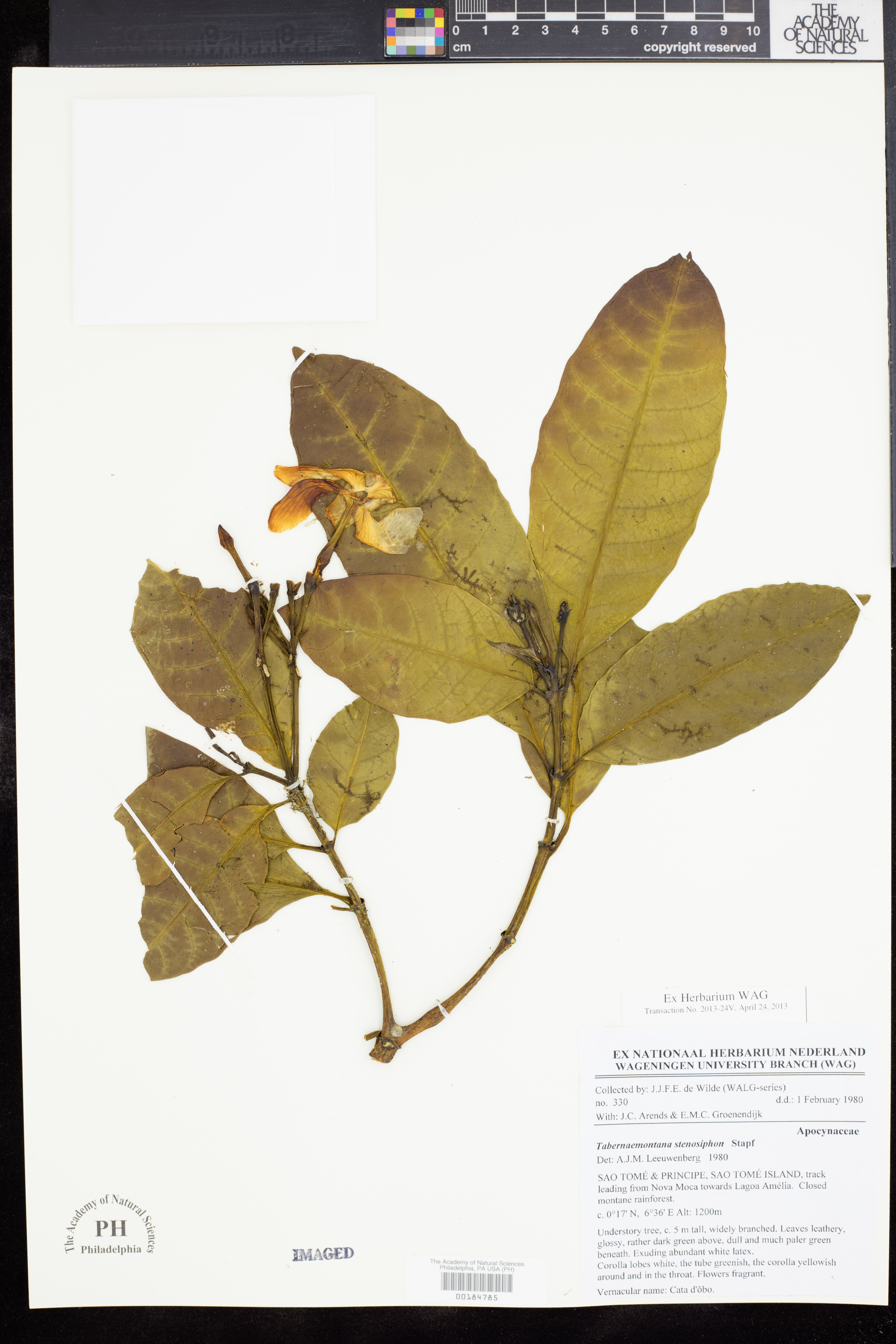 Tabernaemontana stenosiphon