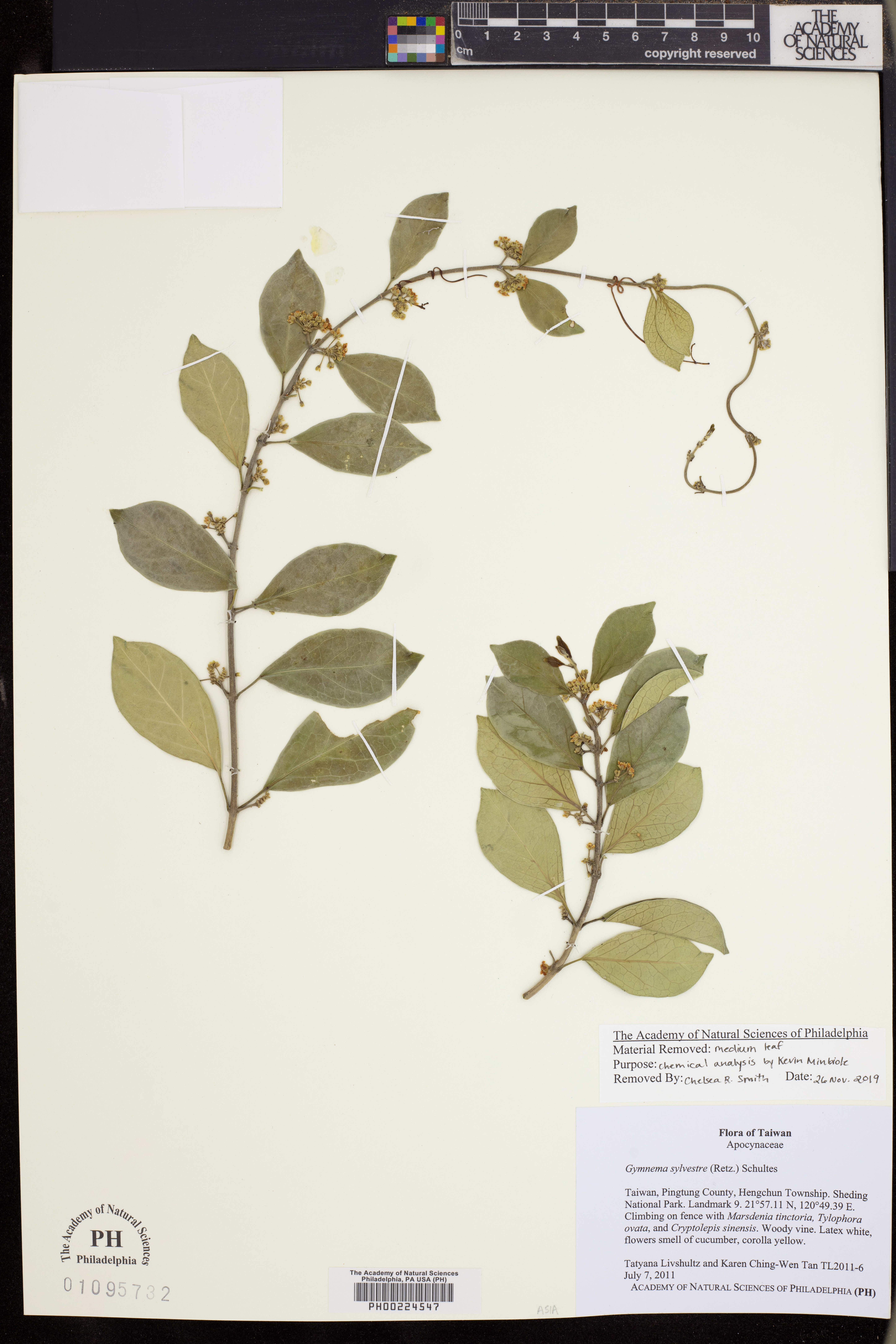 Gymnema sylvestre image
