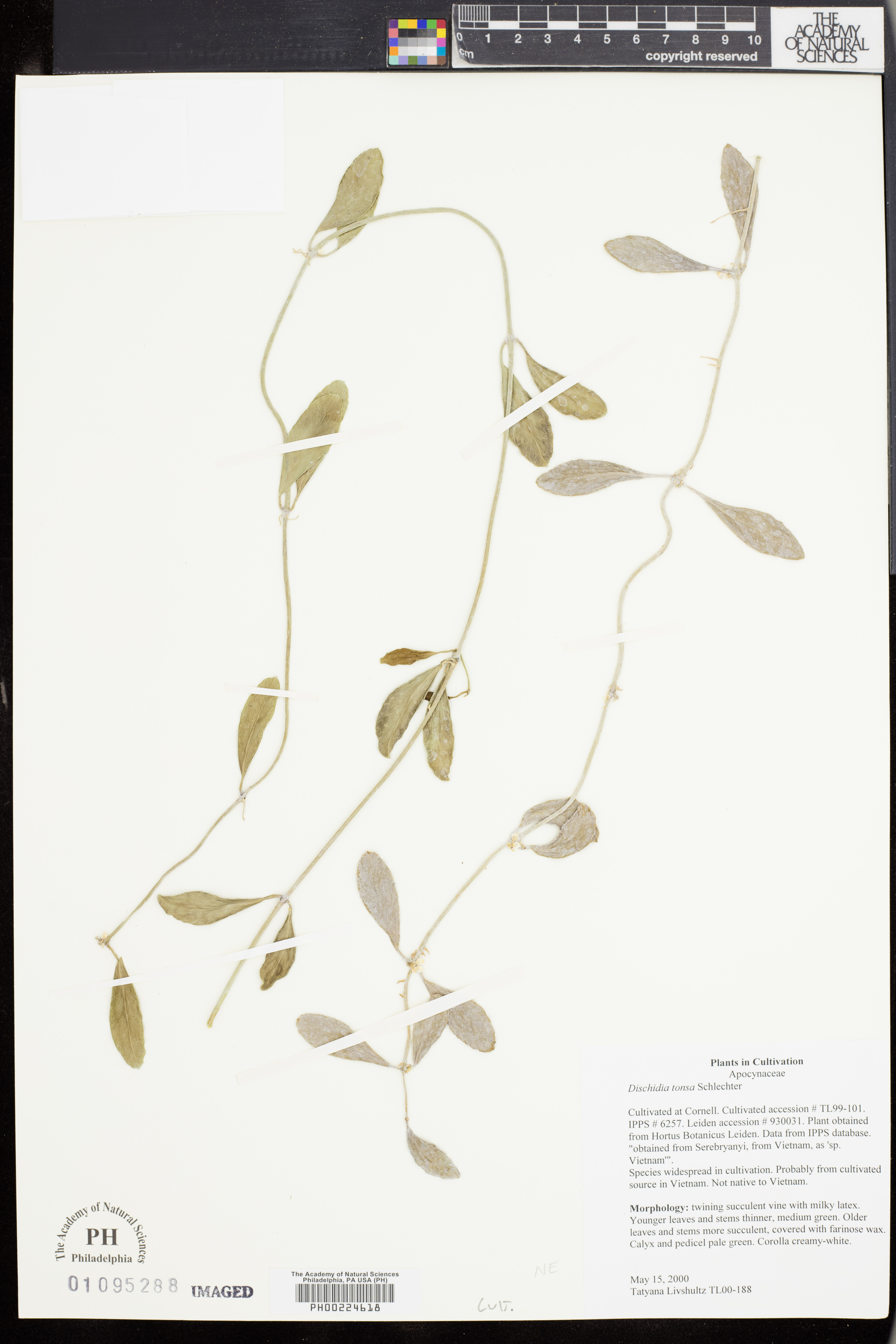 Dischidia tonsa (Dischidia tonsa)