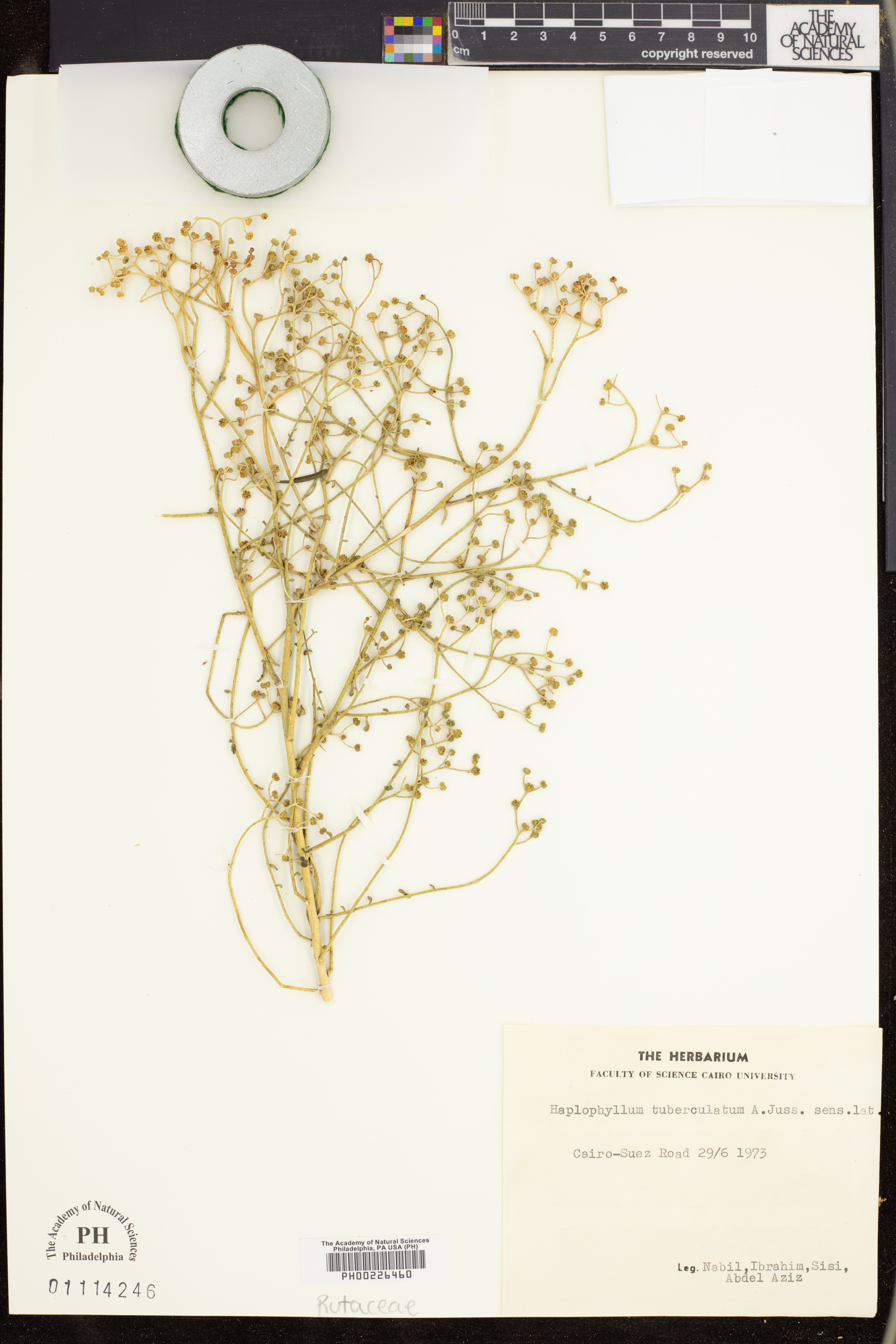 Haplophyllum tuberculatum image