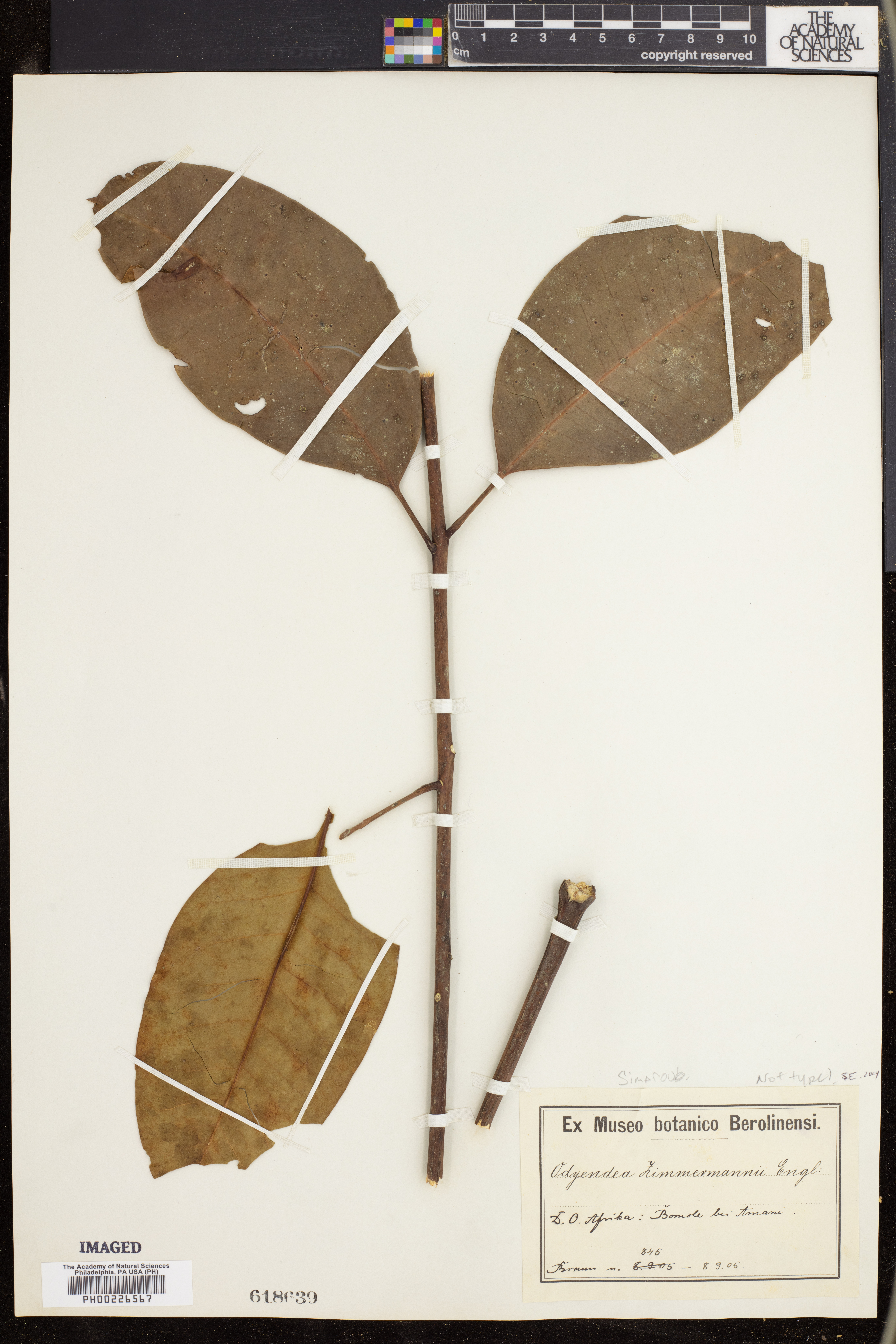 Odyendyea klaineana image