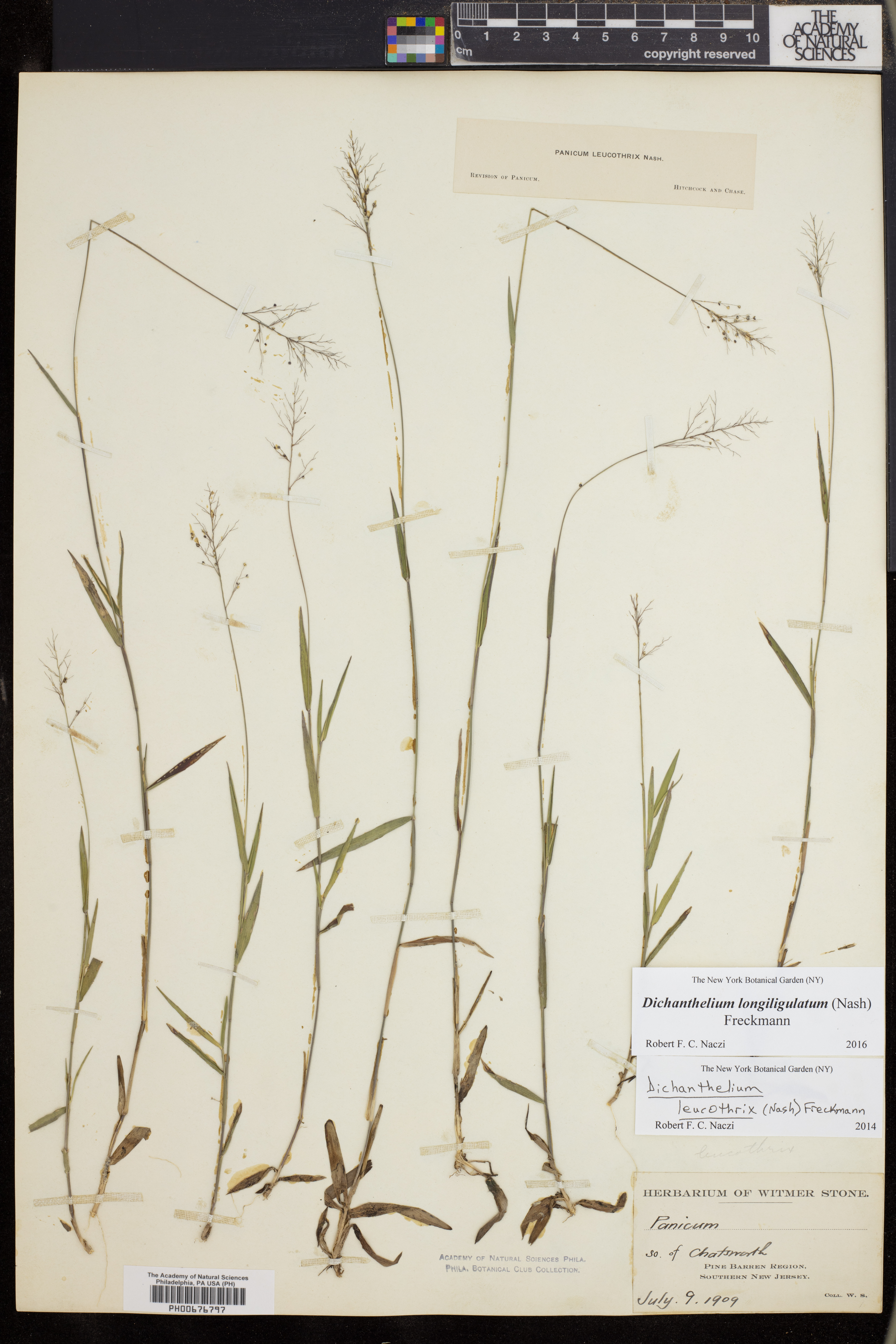 Dichanthelium acuminatum subsp. longiligulatum image